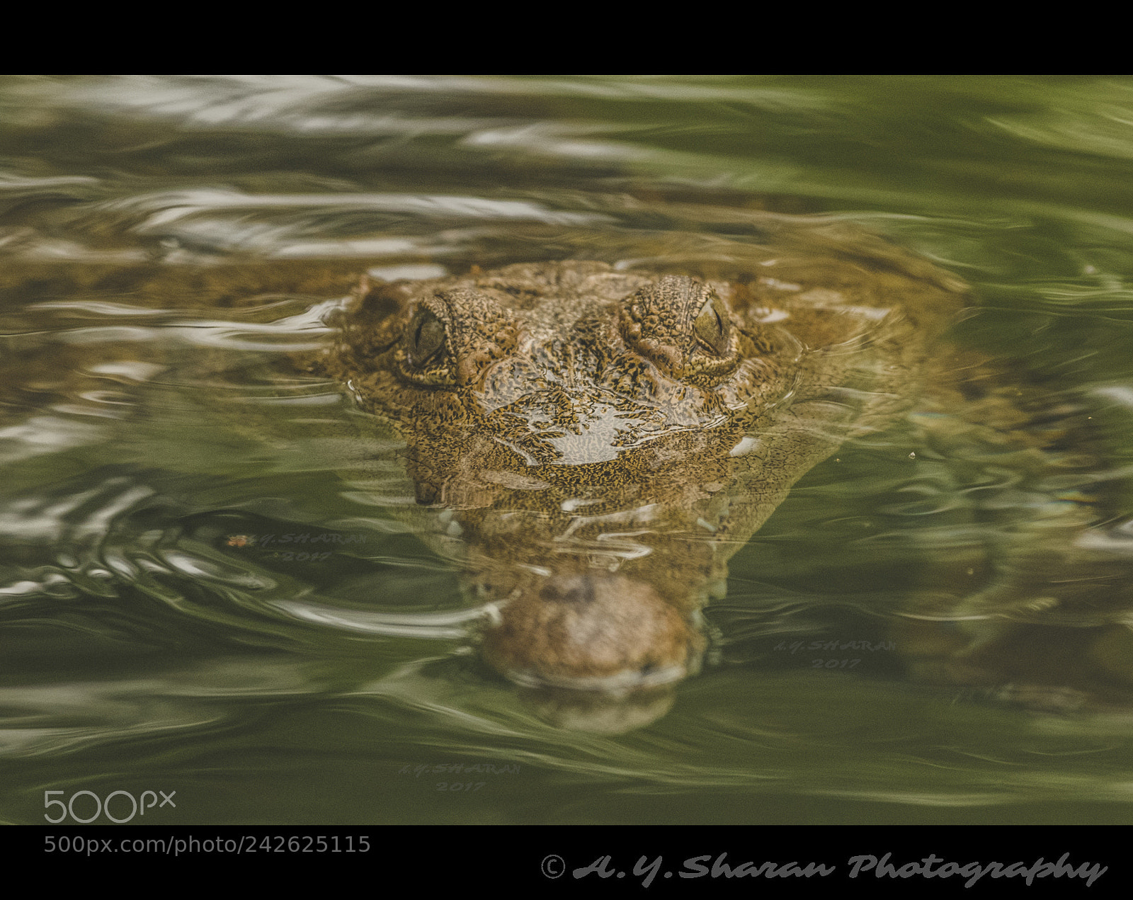 Pentax K-50 sample photo. Croc! photography