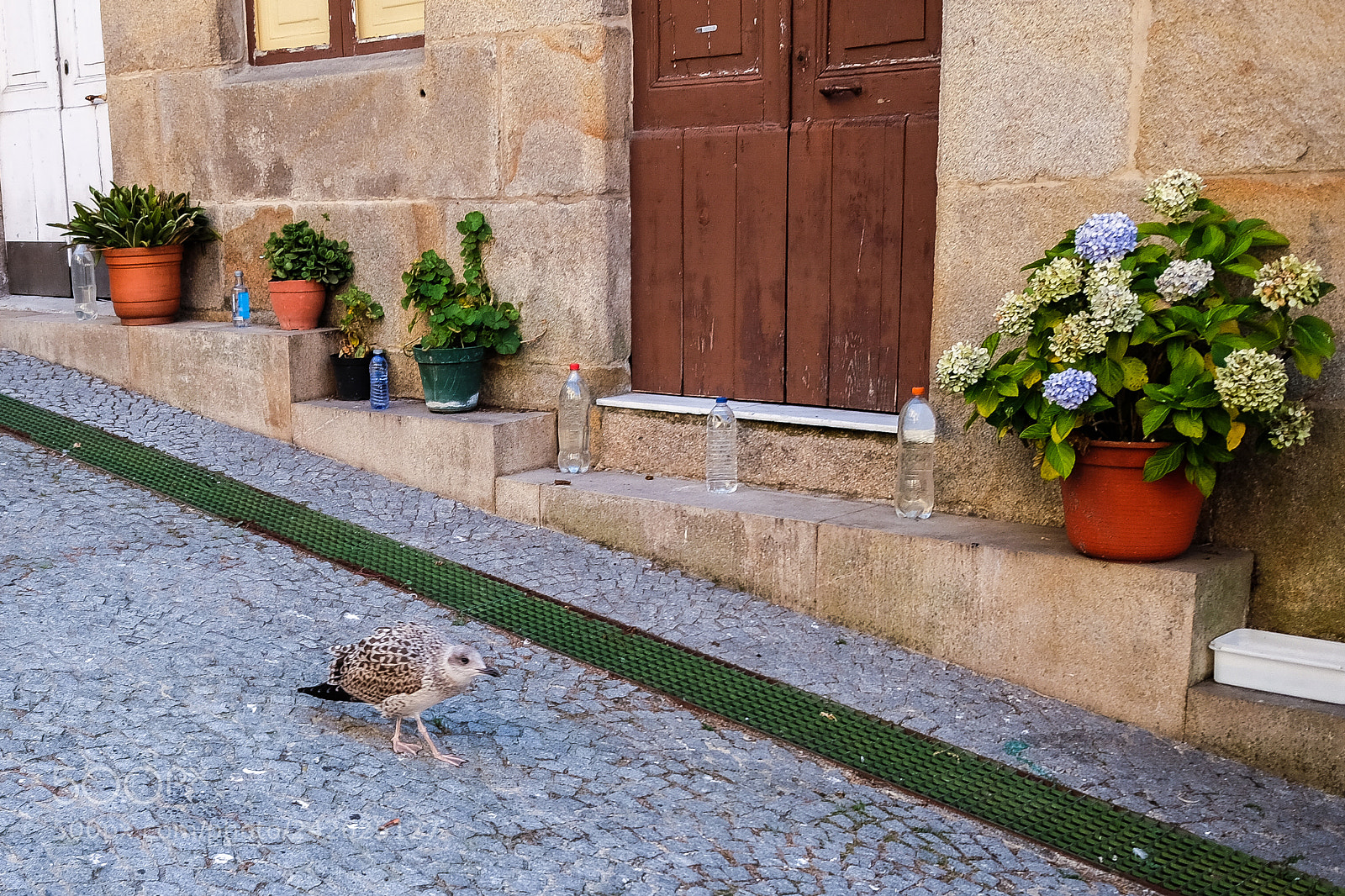 Fujifilm X70 sample photo. Vigo photography