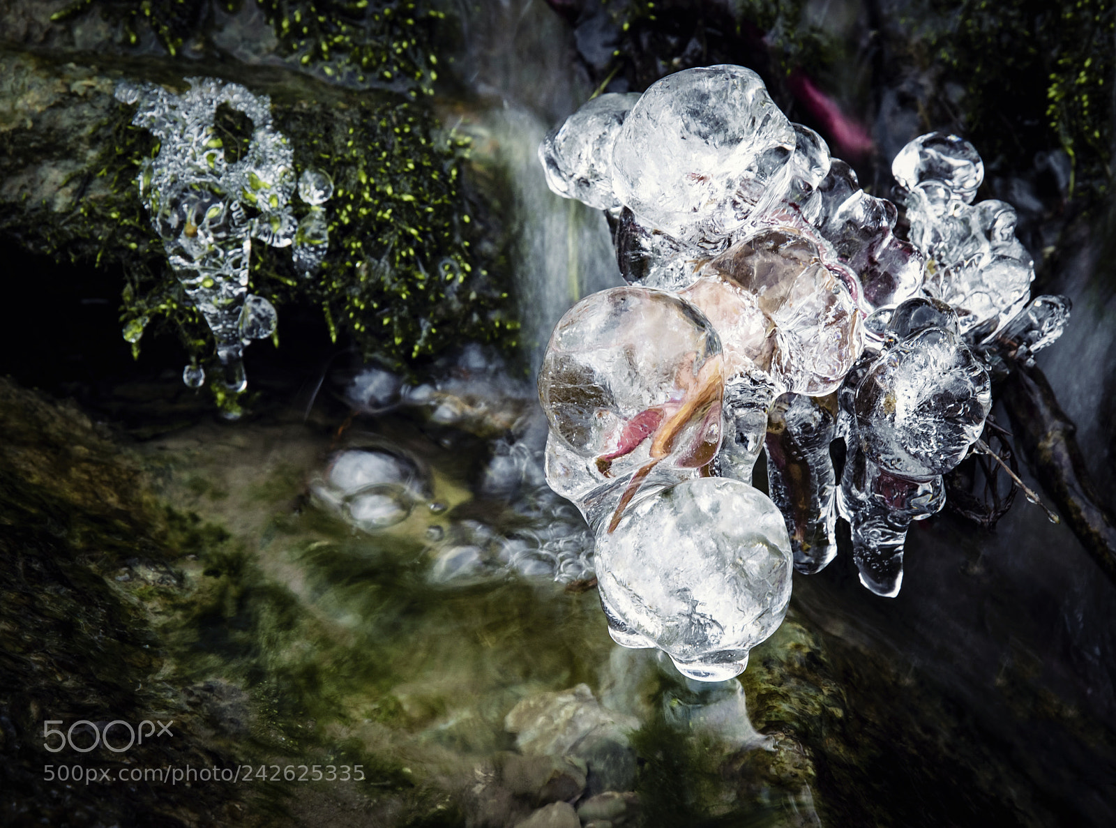 Nikon D5500 sample photo. Frozen twig in cold photography