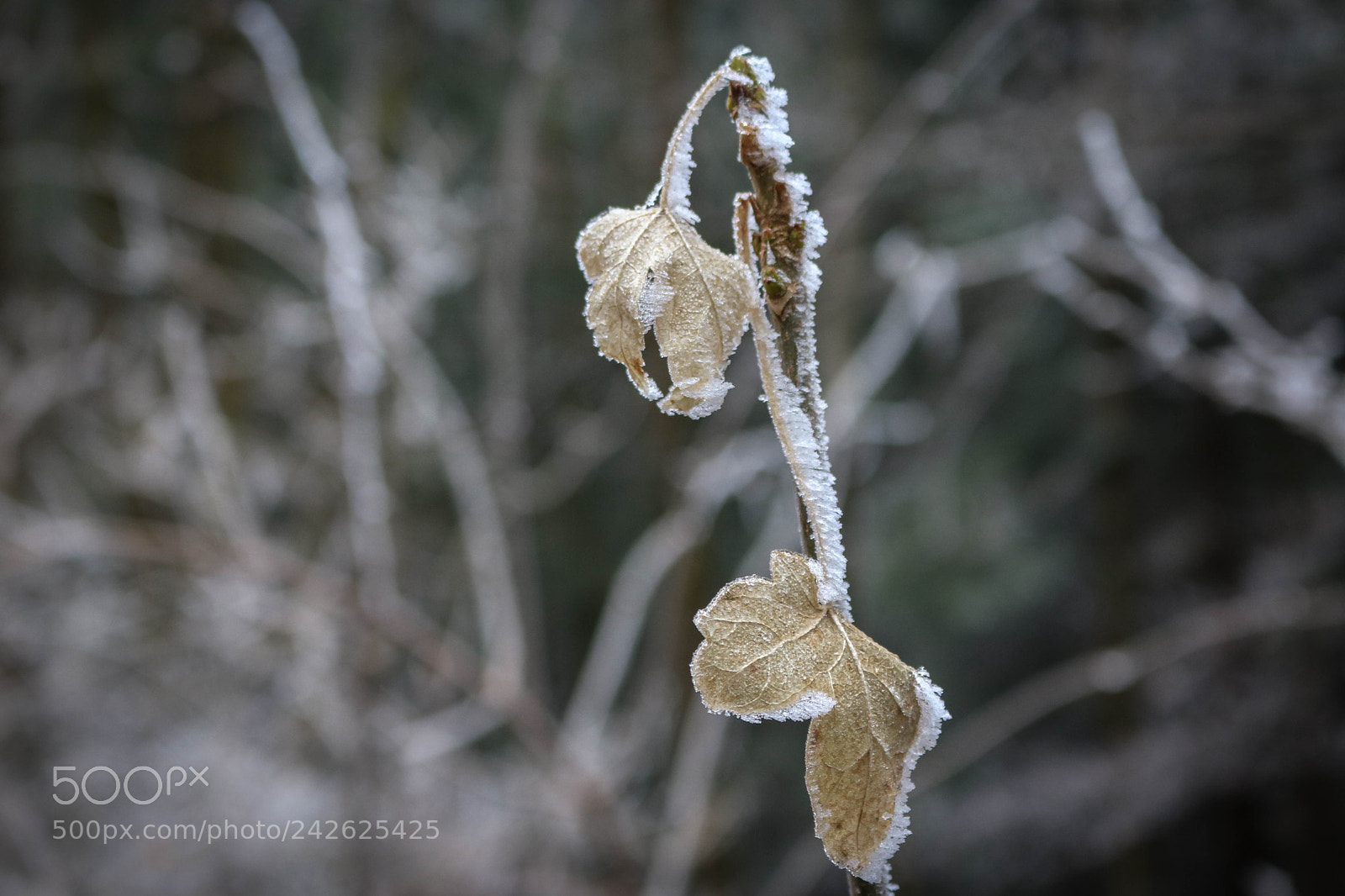Canon EOS 750D (EOS Rebel T6i / EOS Kiss X8i) sample photo. Frostige schönheit... photography