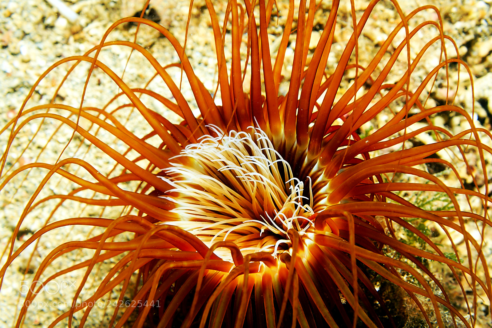 Canon EOS 40D sample photo. The fantastic underwater world photography