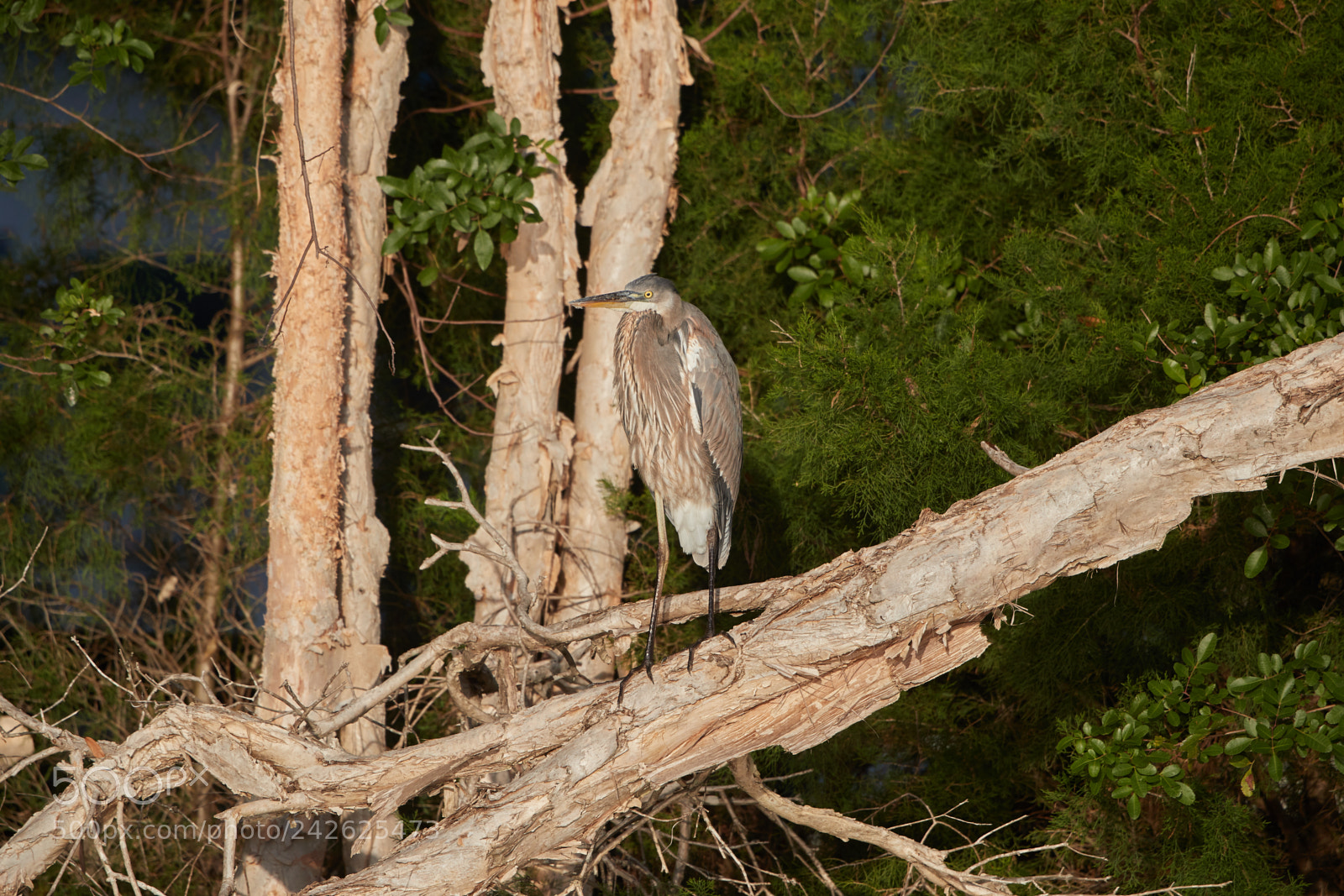 Canon EOS-1D X Mark II sample photo. 01-15-18-9678.jpg photography
