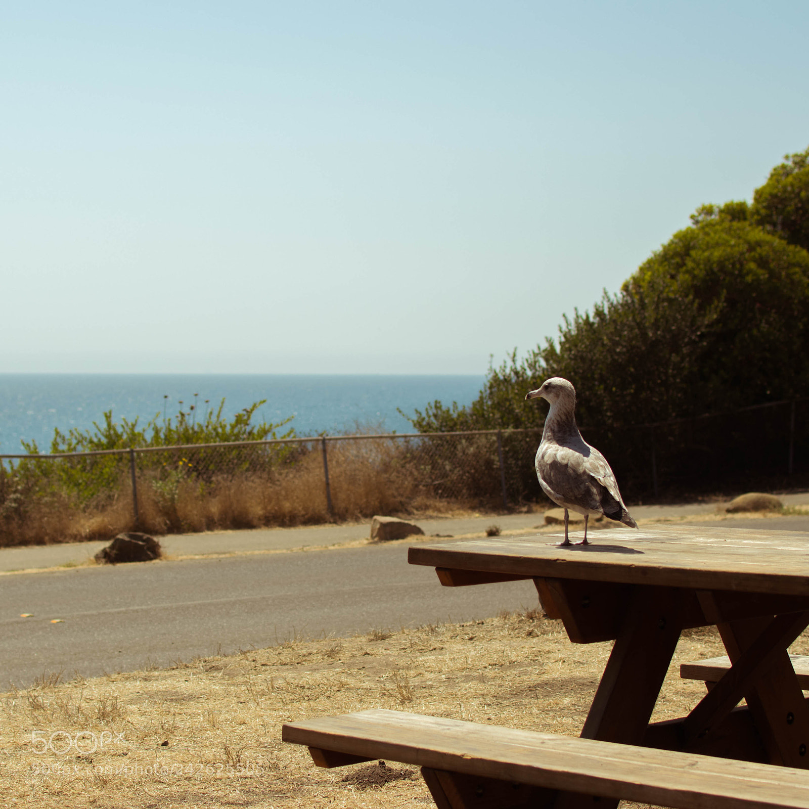 Nikon D3300 sample photo. Seagull photography