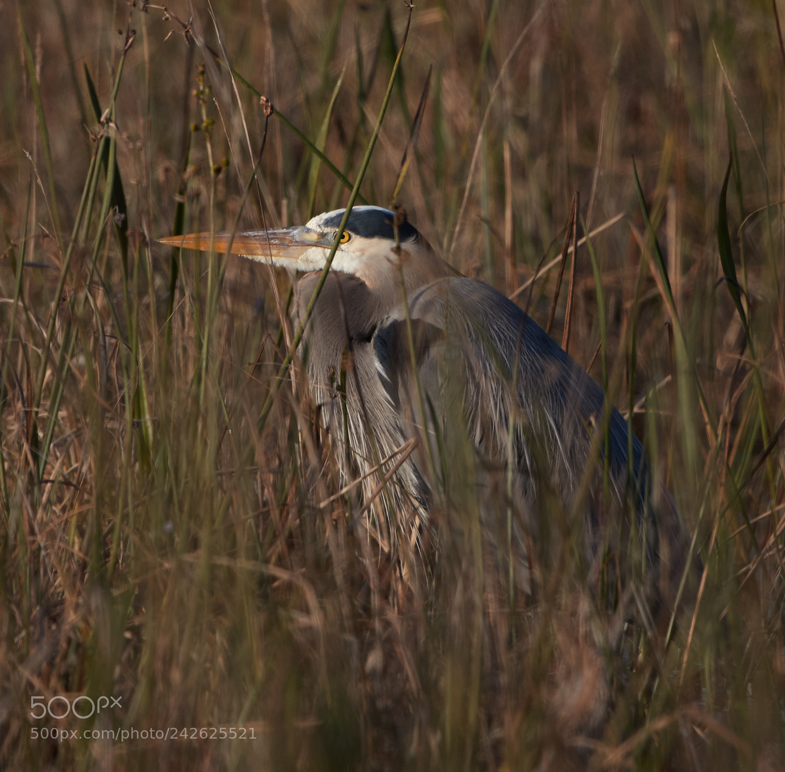 Canon EOS-1D X Mark II sample photo. 01-15-18-9651.jpg photography