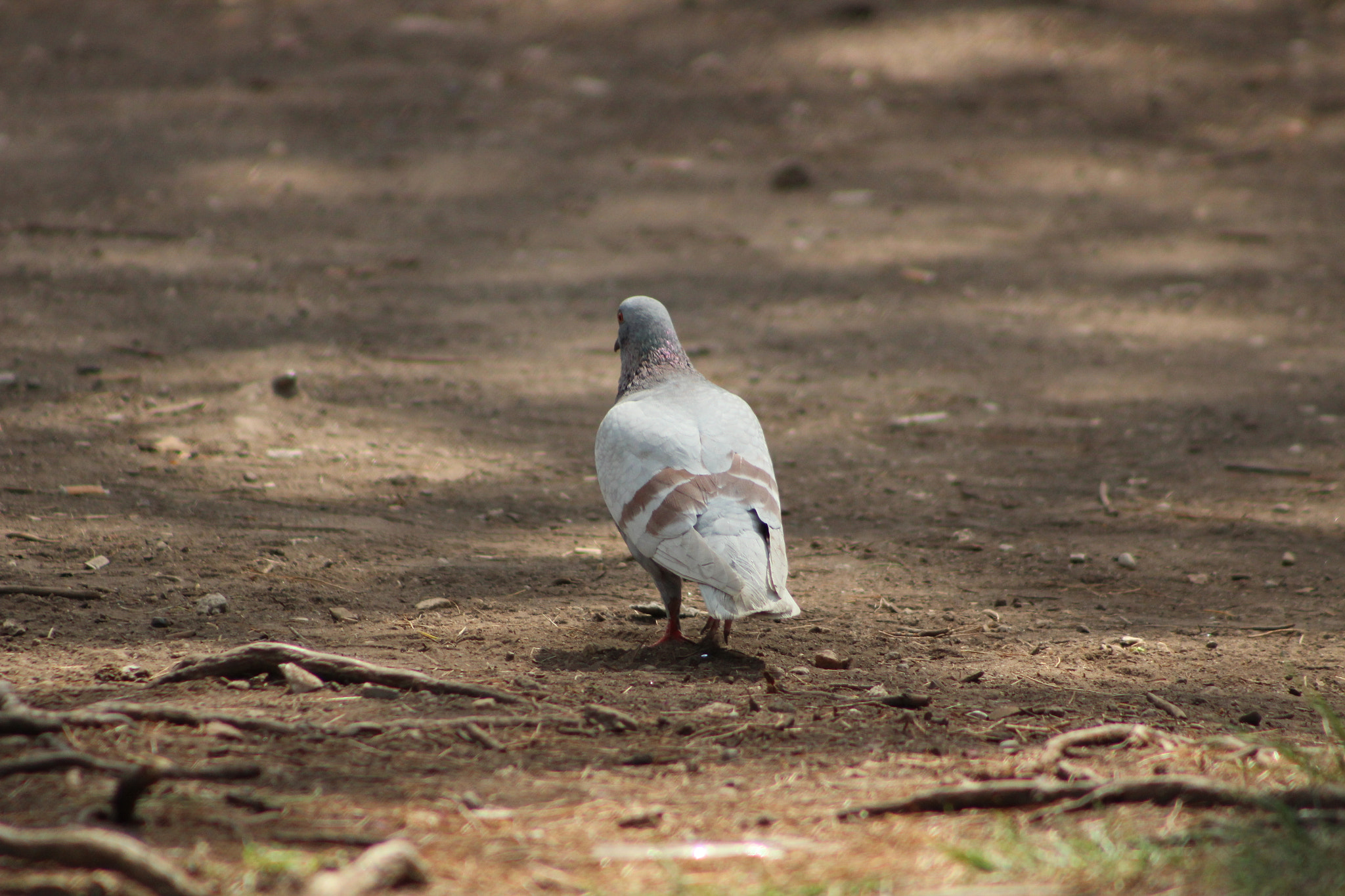 Canon EOS 1200D (EOS Rebel T5 / EOS Kiss X70 / EOS Hi) + EF75-300mm f/4-5.6 sample photo. Don't look back photography