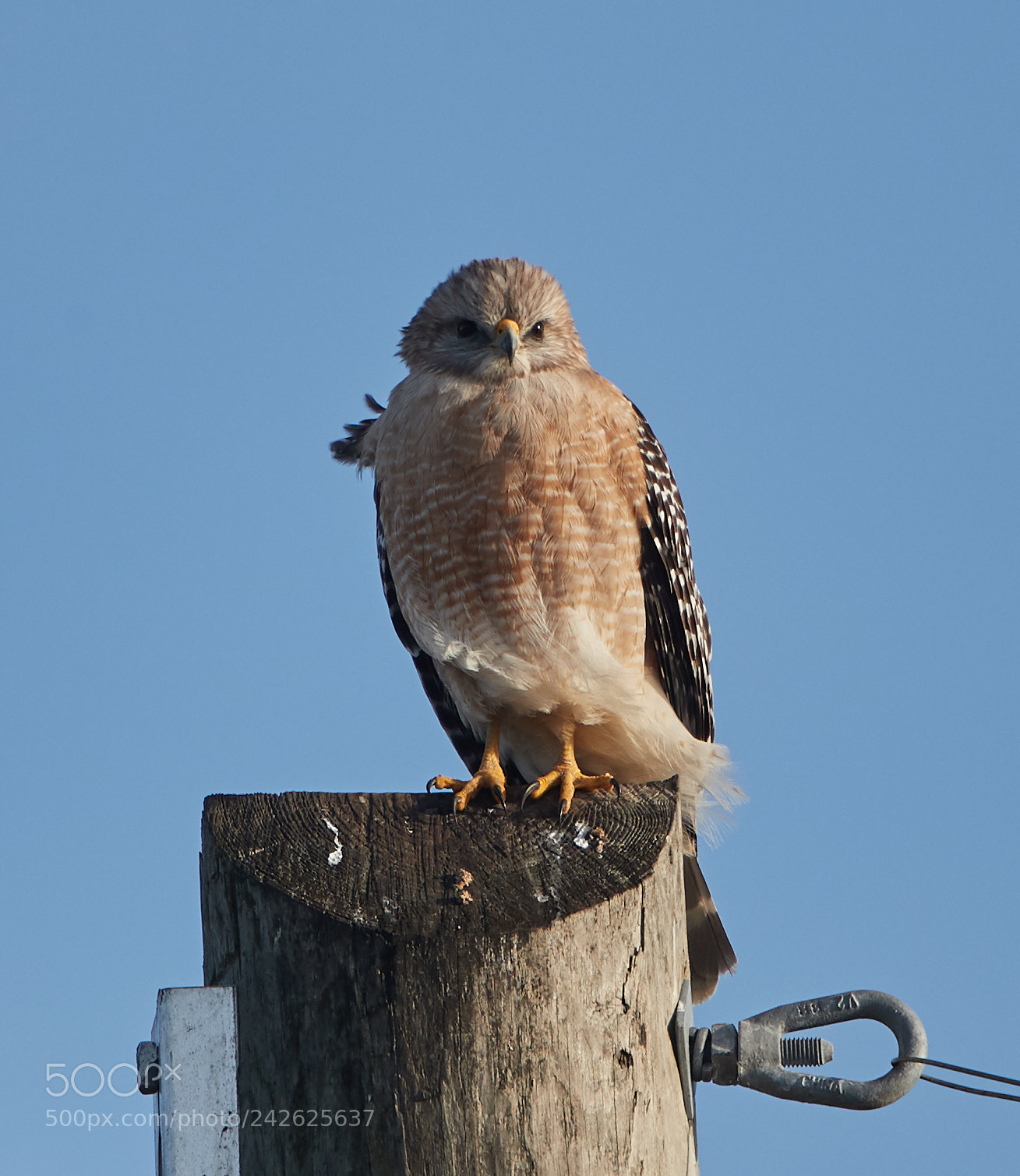 Canon EOS-1D X Mark II sample photo. 01-15-18-9638.jpg photography