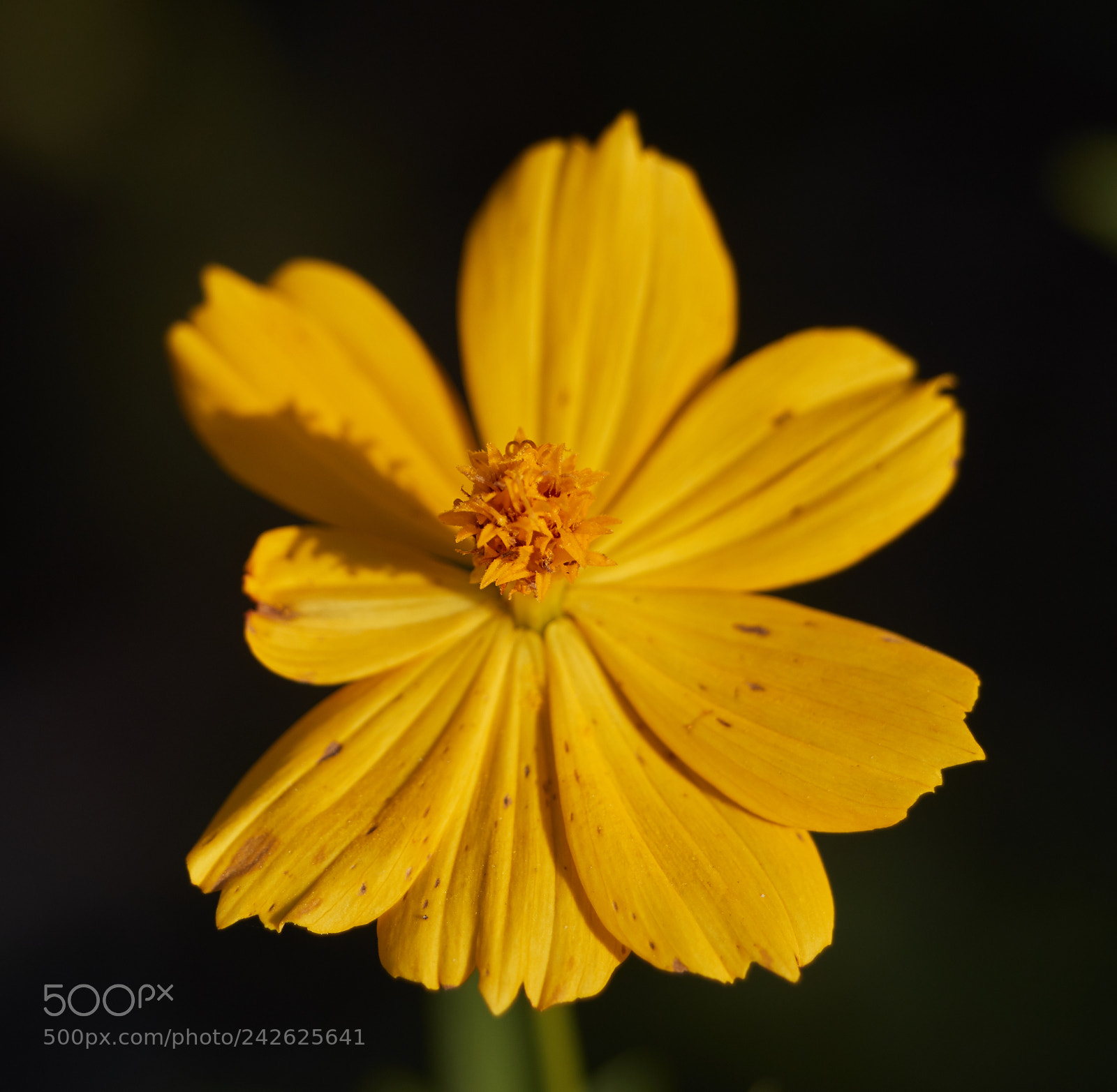 Canon EOS-1D X Mark II sample photo. 01-15-18-9633.jpg photography