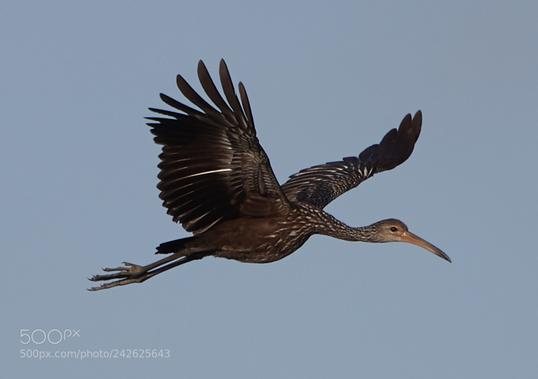 Canon EOS-1D X Mark II sample photo. 01-15-18-9626.jpg photography