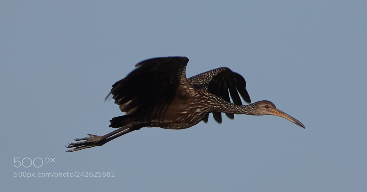Canon EOS-1D X Mark II sample photo. 01-15-18-9625.jpg photography