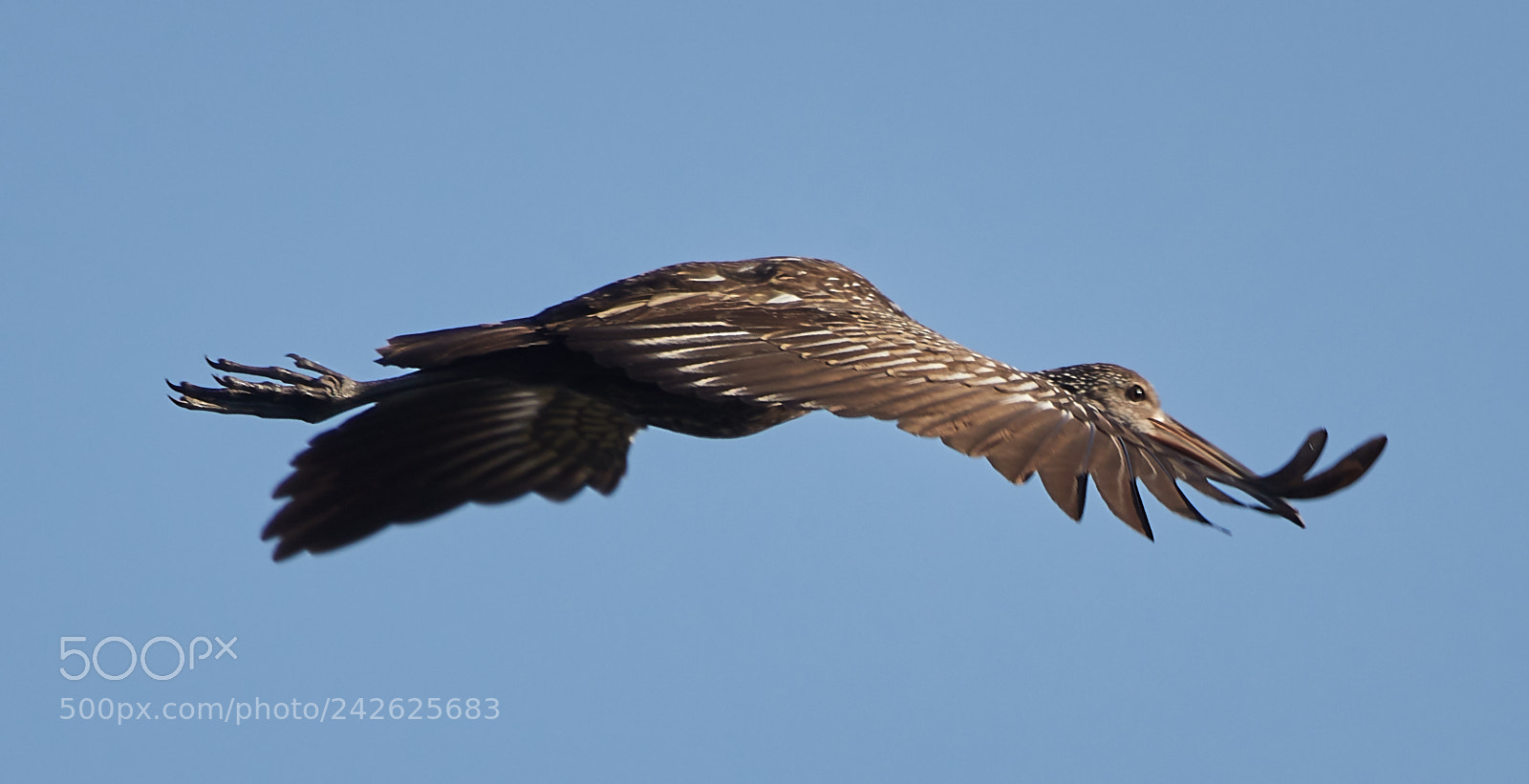 Canon EOS-1D X Mark II sample photo. 01-15-18-9620.jpg photography