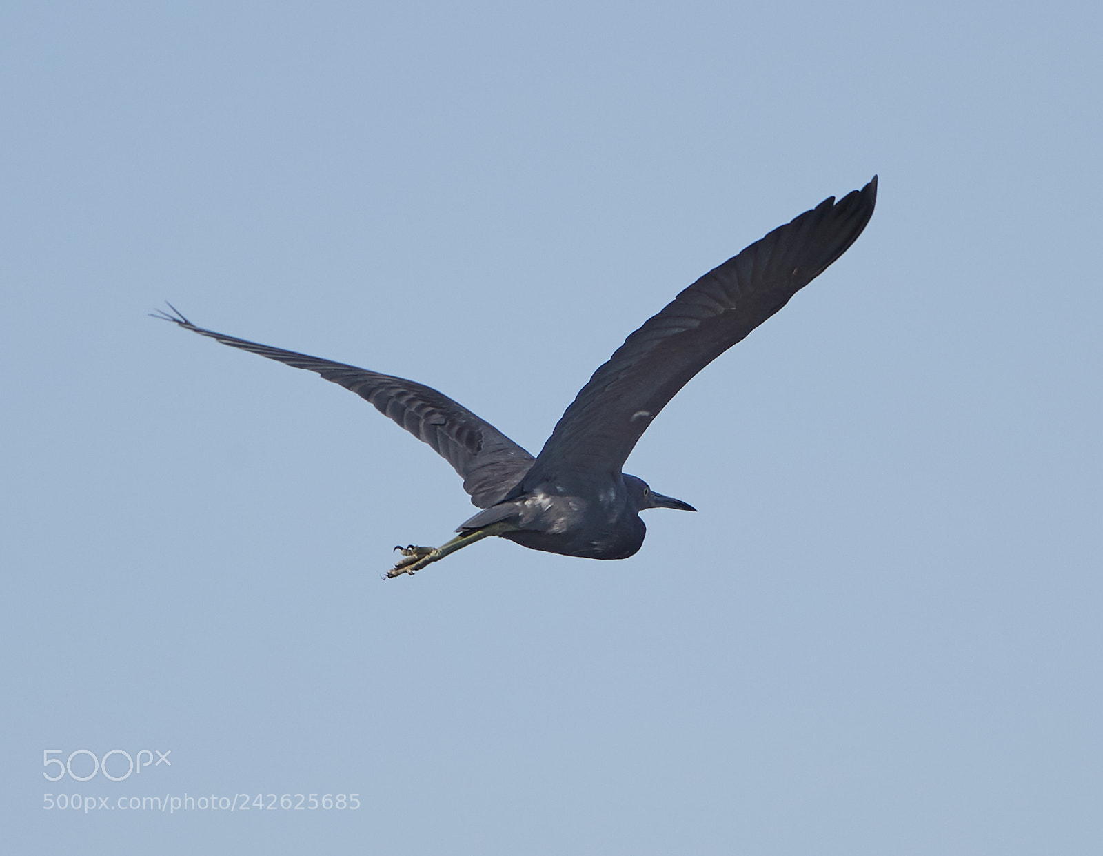 Canon EOS-1D X Mark II sample photo. 01-15-18-9613.jpg photography