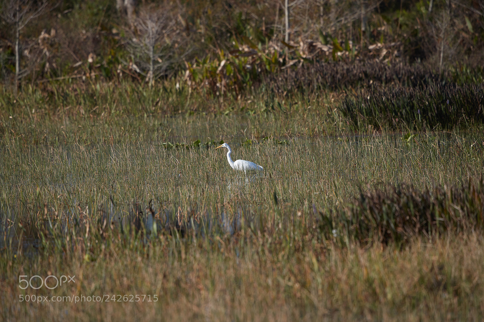 Canon EOS-1D X Mark II sample photo. 01-15-18-9605.jpg photography