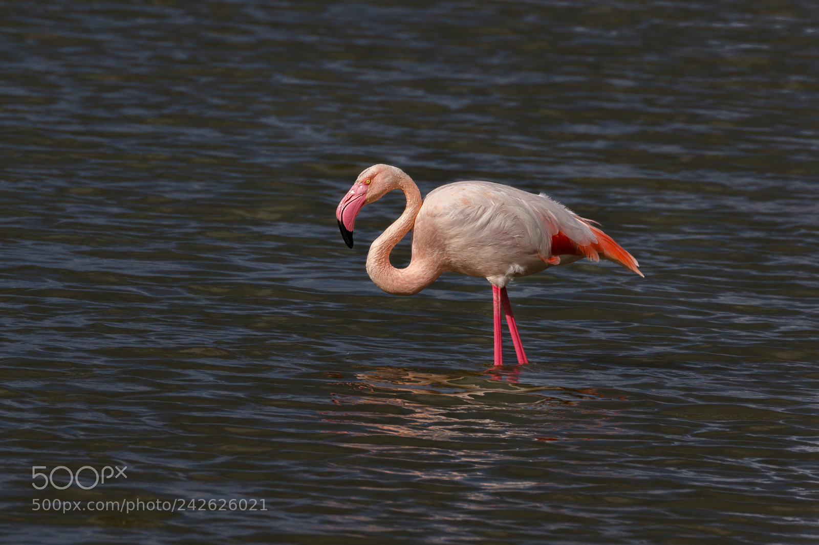 Canon EOS 7D Mark II sample photo. Flamingo photography