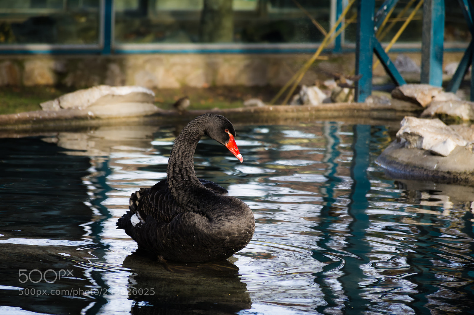 Nikon D7100 sample photo. Black swan.. photography
