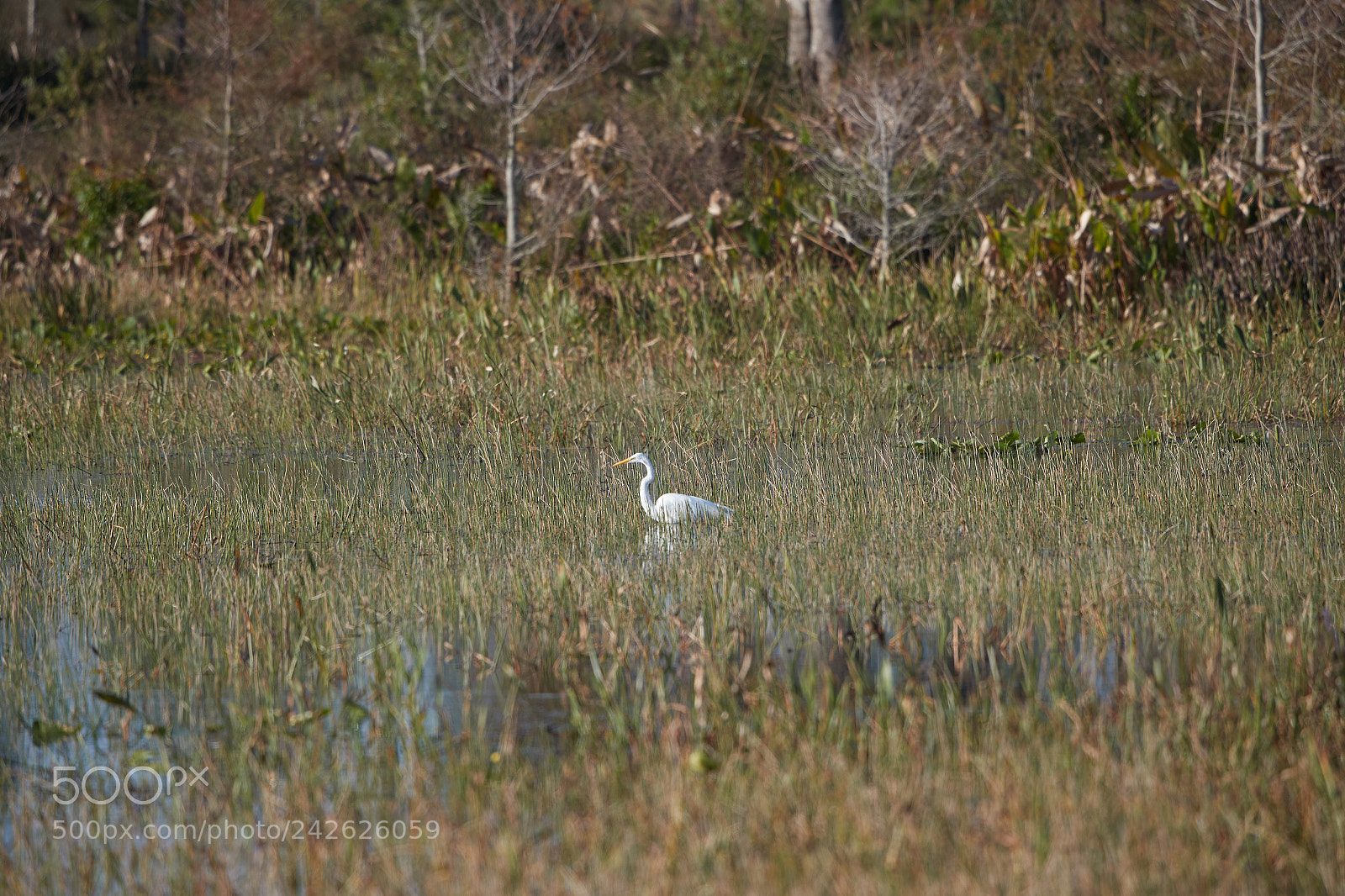 Canon EOS-1D X Mark II sample photo. 01-15-18-9593.jpg photography