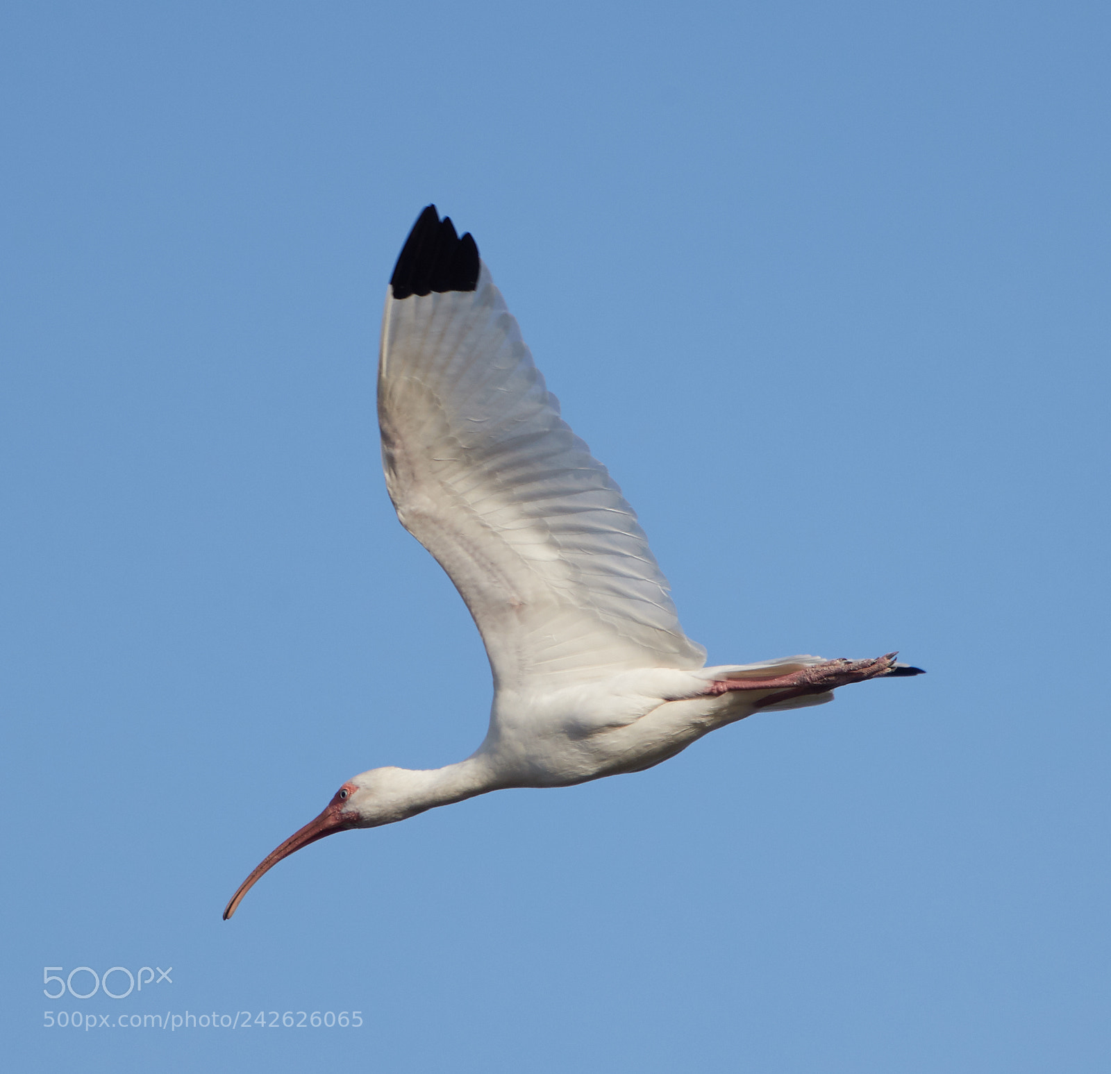 Canon EOS-1D X Mark II sample photo. 01-15-18-9583.jpg photography