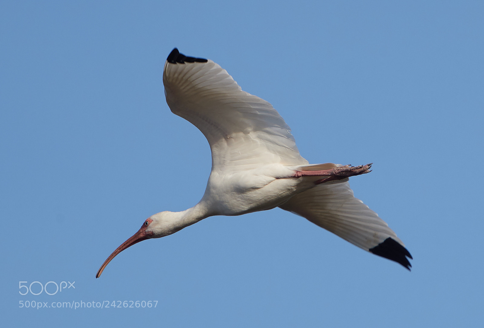 Canon EOS-1D X Mark II sample photo. 01-15-18-9582.jpg photography