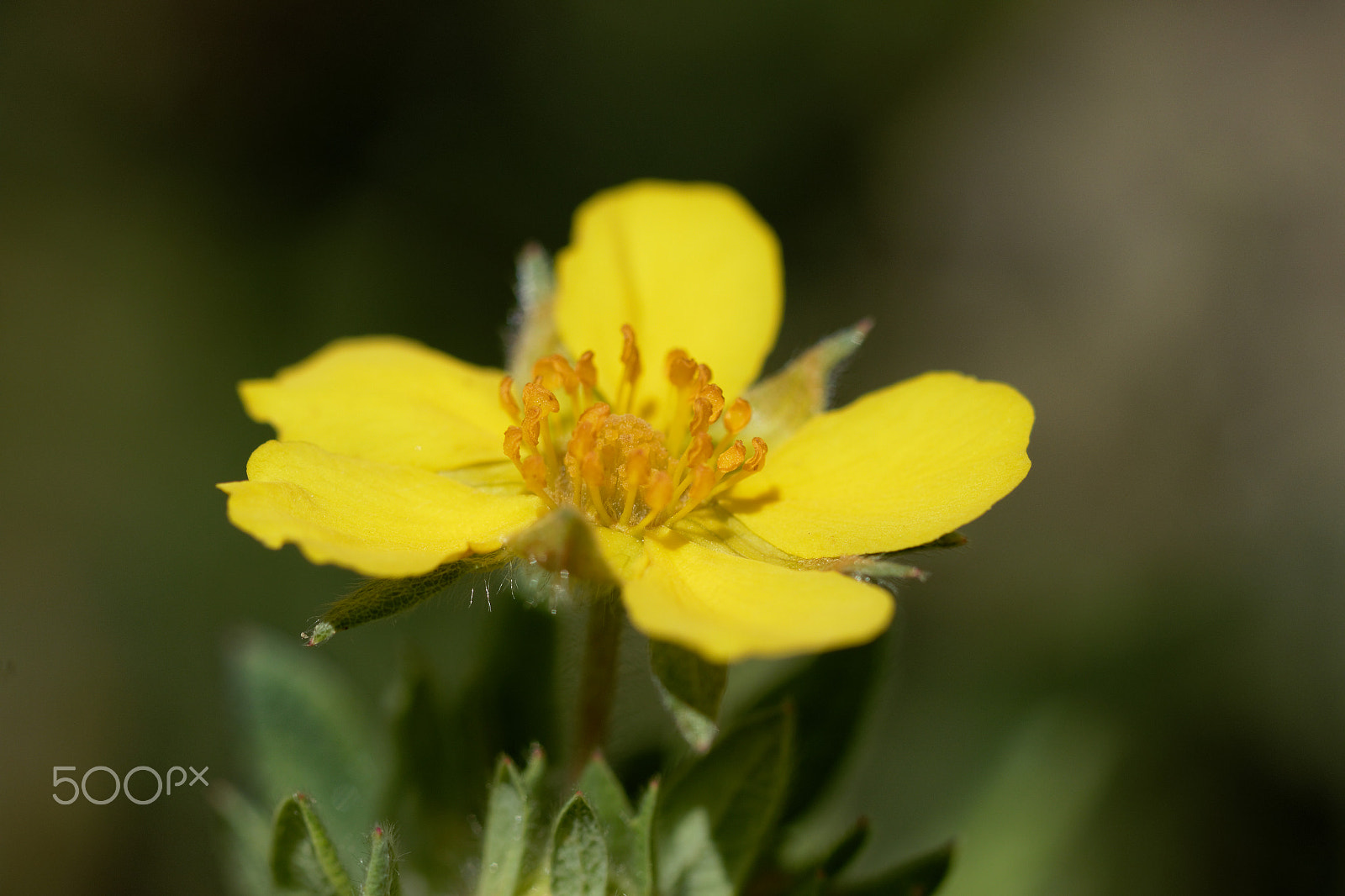Canon EF 100mm F2.8 Macro USM sample photo. Fleur photography