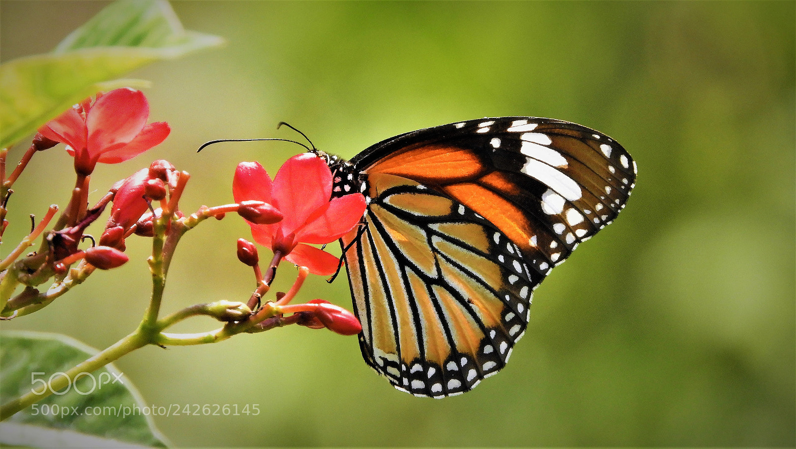 Nikon Coolpix B700 sample photo. Common tiger photography
