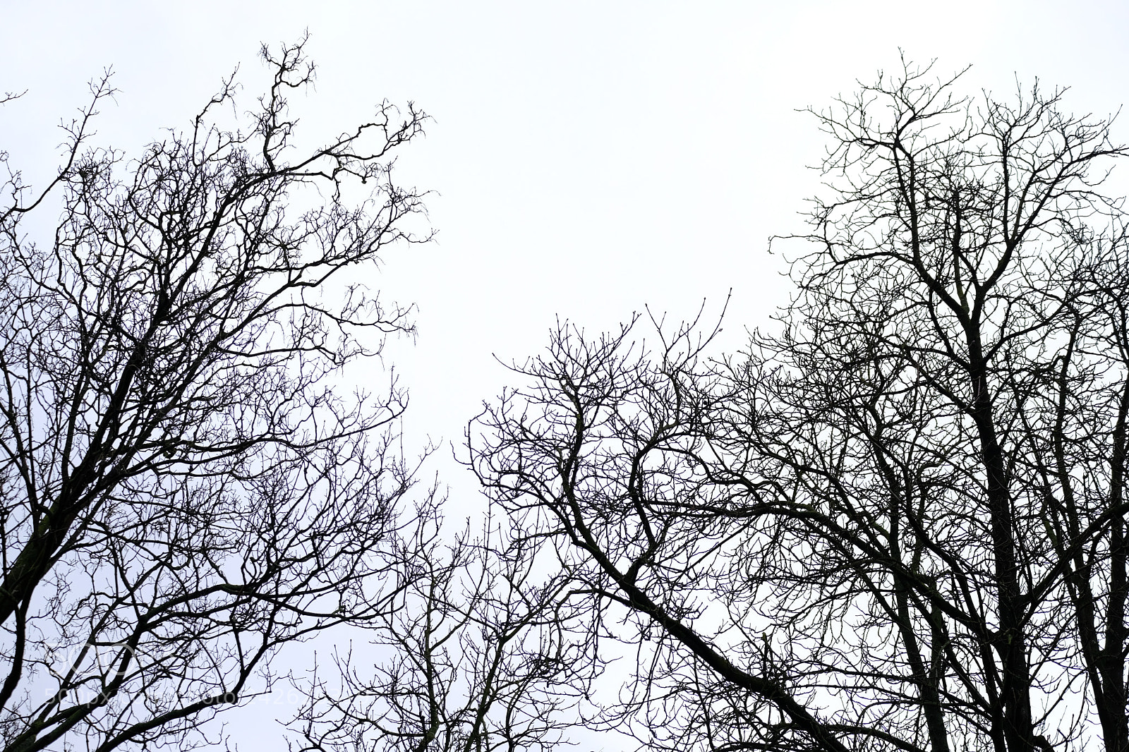 Fujifilm X-Pro2 sample photo. Bare trees. photography