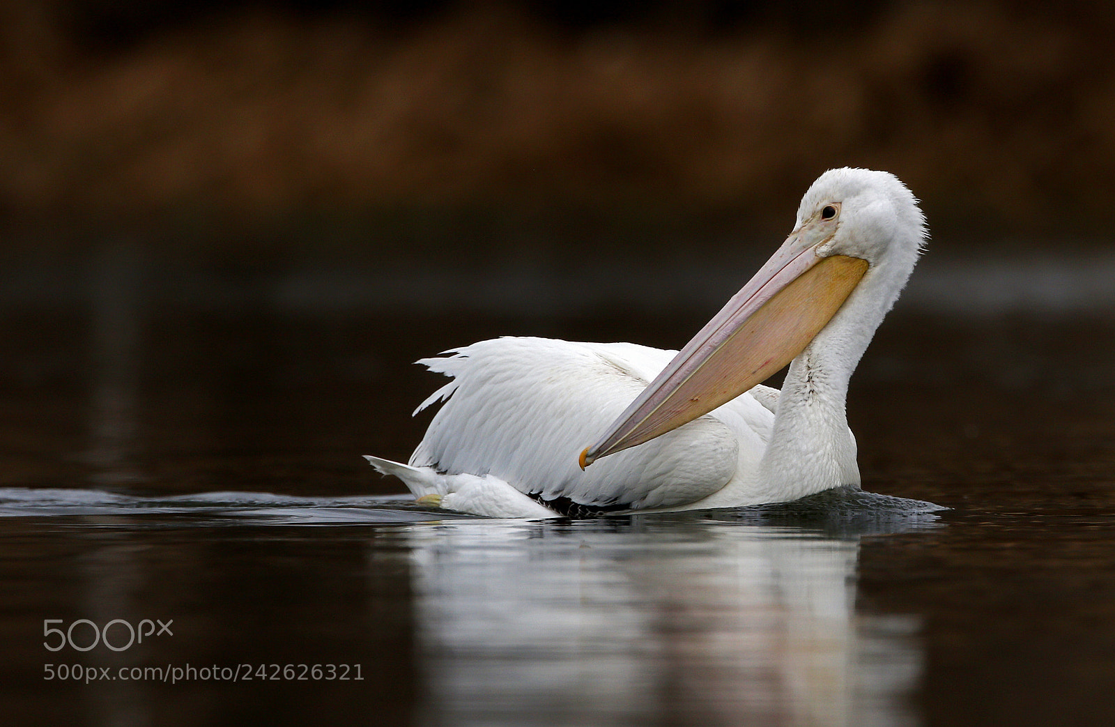 Canon EOS 7D Mark II sample photo. Lone pelican photography