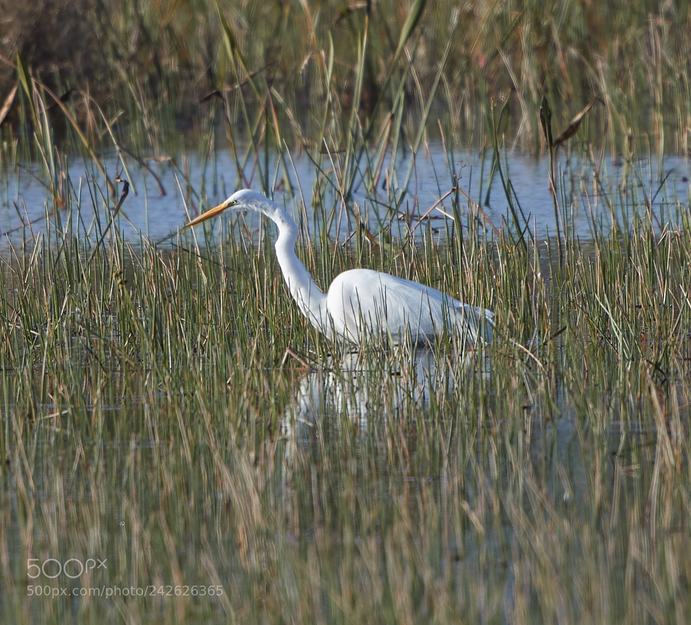 Canon EOS-1D X Mark II sample photo. 01-15-18-9568.jpg photography
