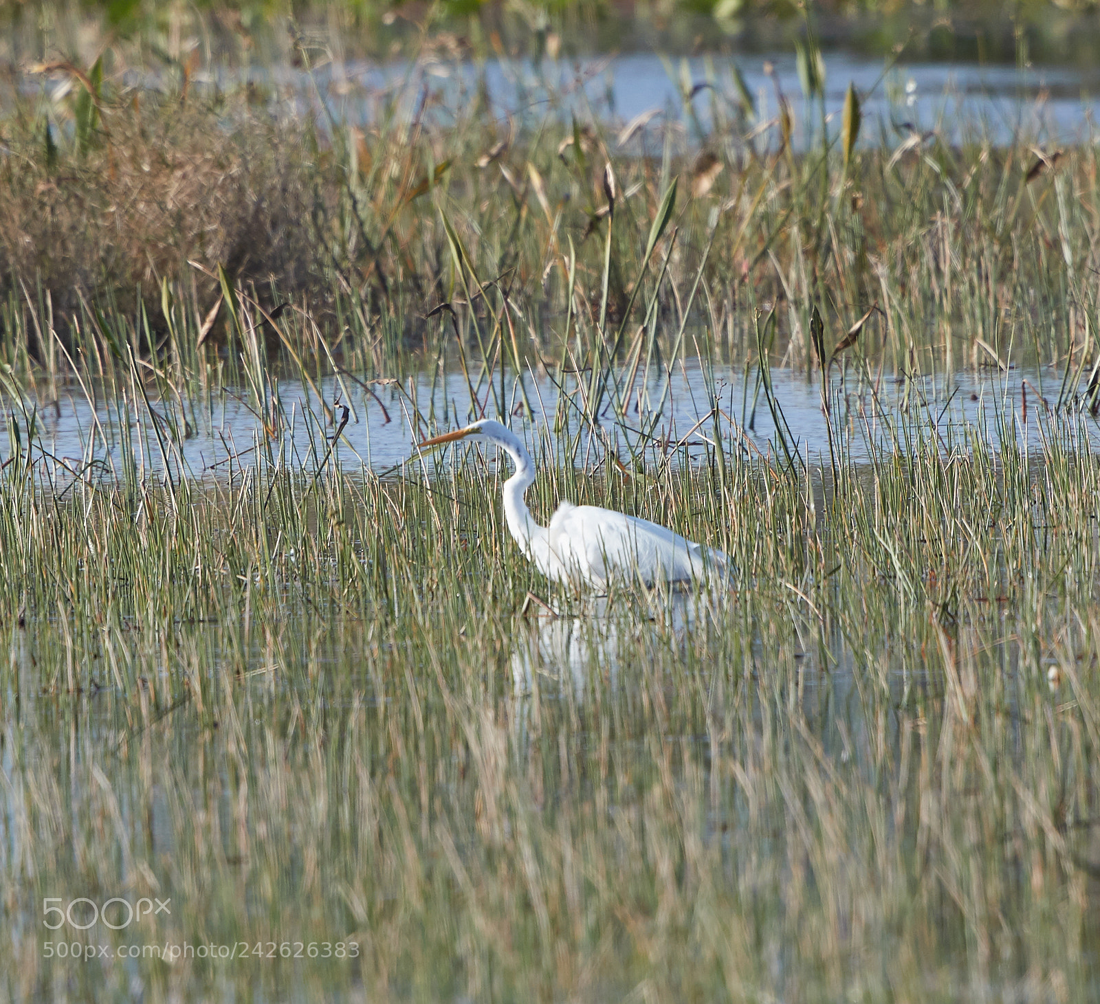 Canon EOS-1D X Mark II sample photo. 01-15-18-9565.jpg photography