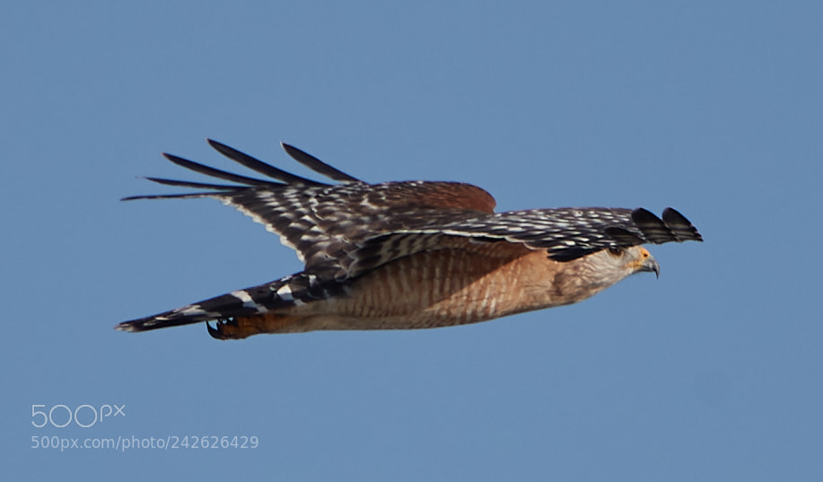 Canon EOS-1D X Mark II sample photo. 01-15-18-9563.jpg photography