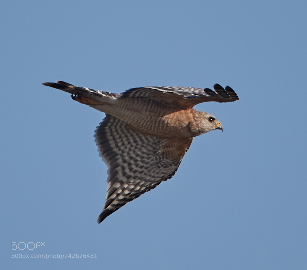 Canon EOS-1D X Mark II sample photo. 01-15-18-9561.jpg photography