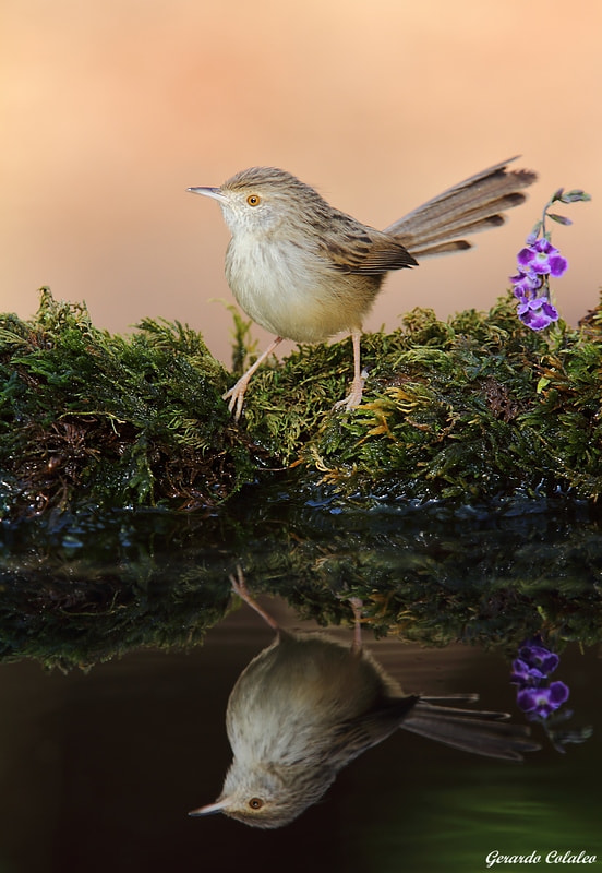 Canon EF 300mm F2.8L IS USM sample photo. Prinia gracilis - israel photography