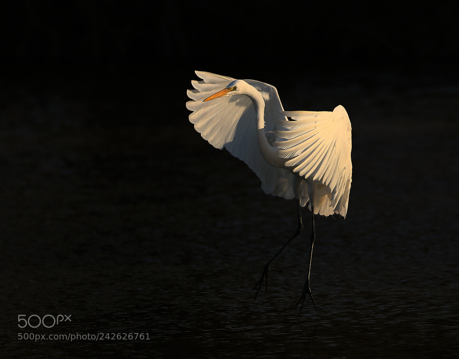 Canon EOS 7D Mark II sample photo. Egret coming in photography