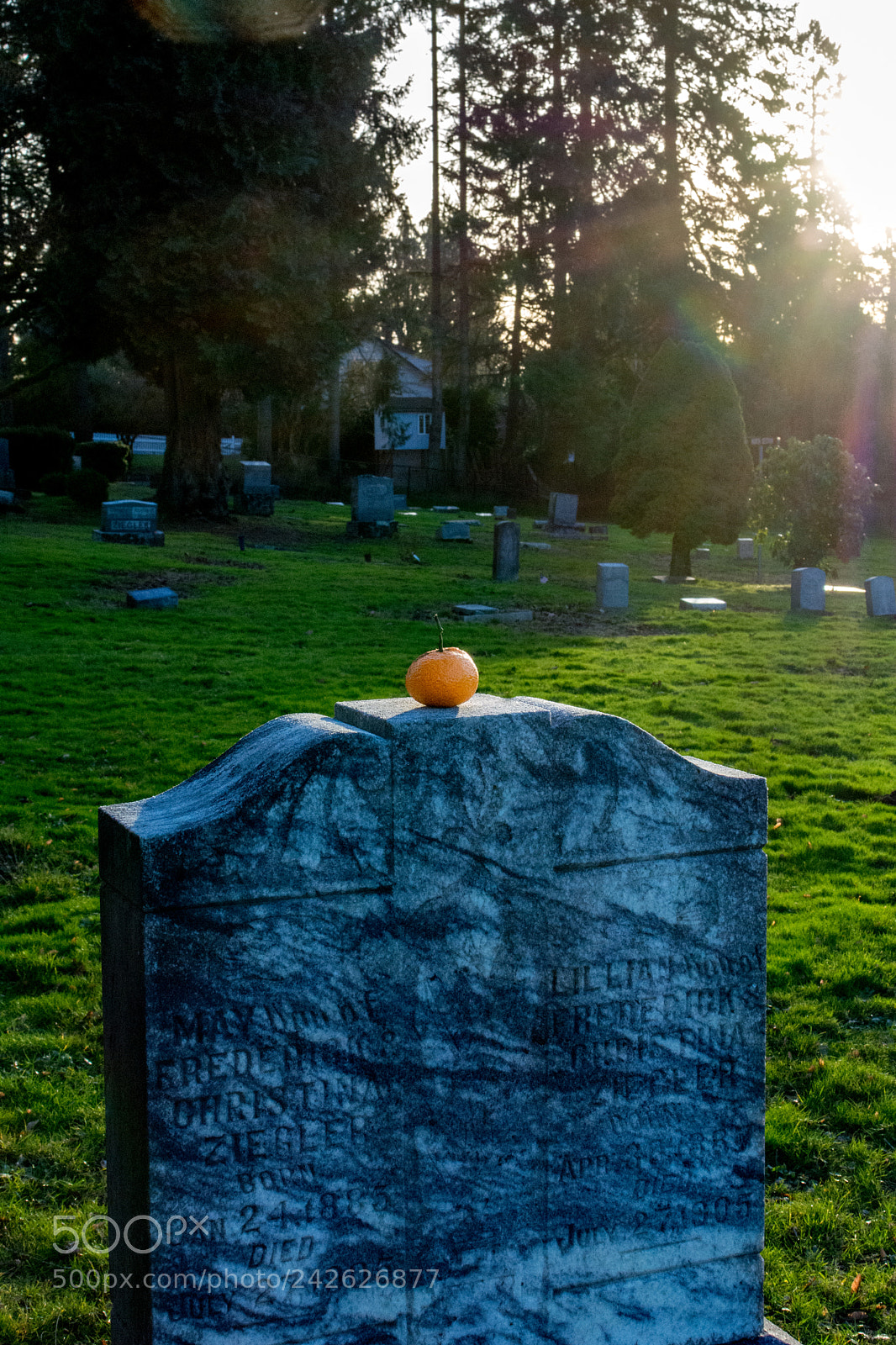 Nikon D7100 sample photo. Unexpected orange photography