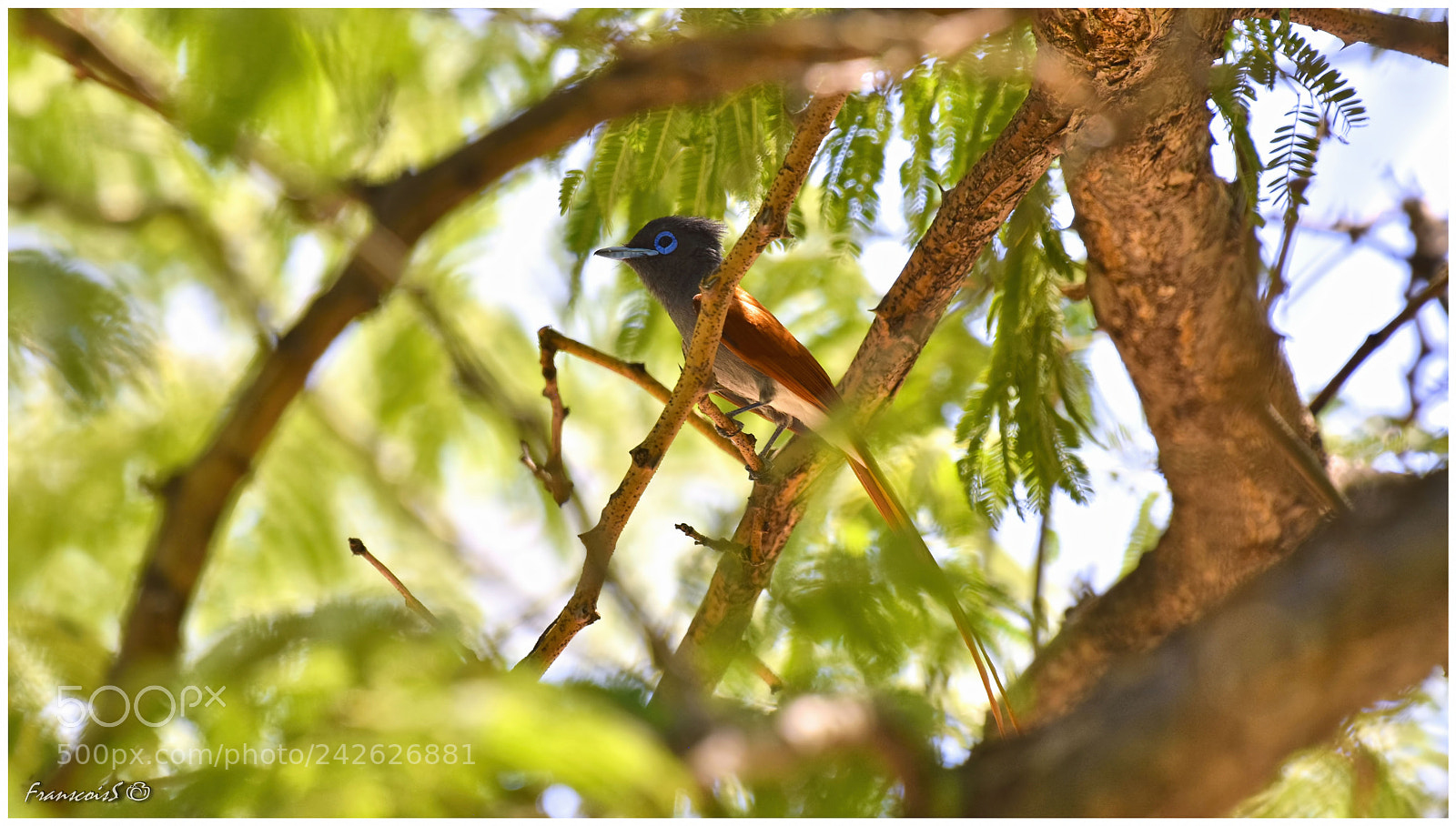 Nikon D7200 sample photo. African paradise flycatcher photography