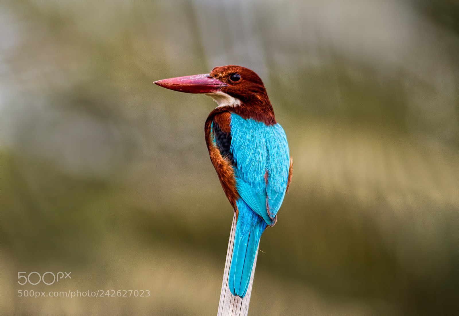 Canon EOS 7D sample photo. White throated kingfisher... photography