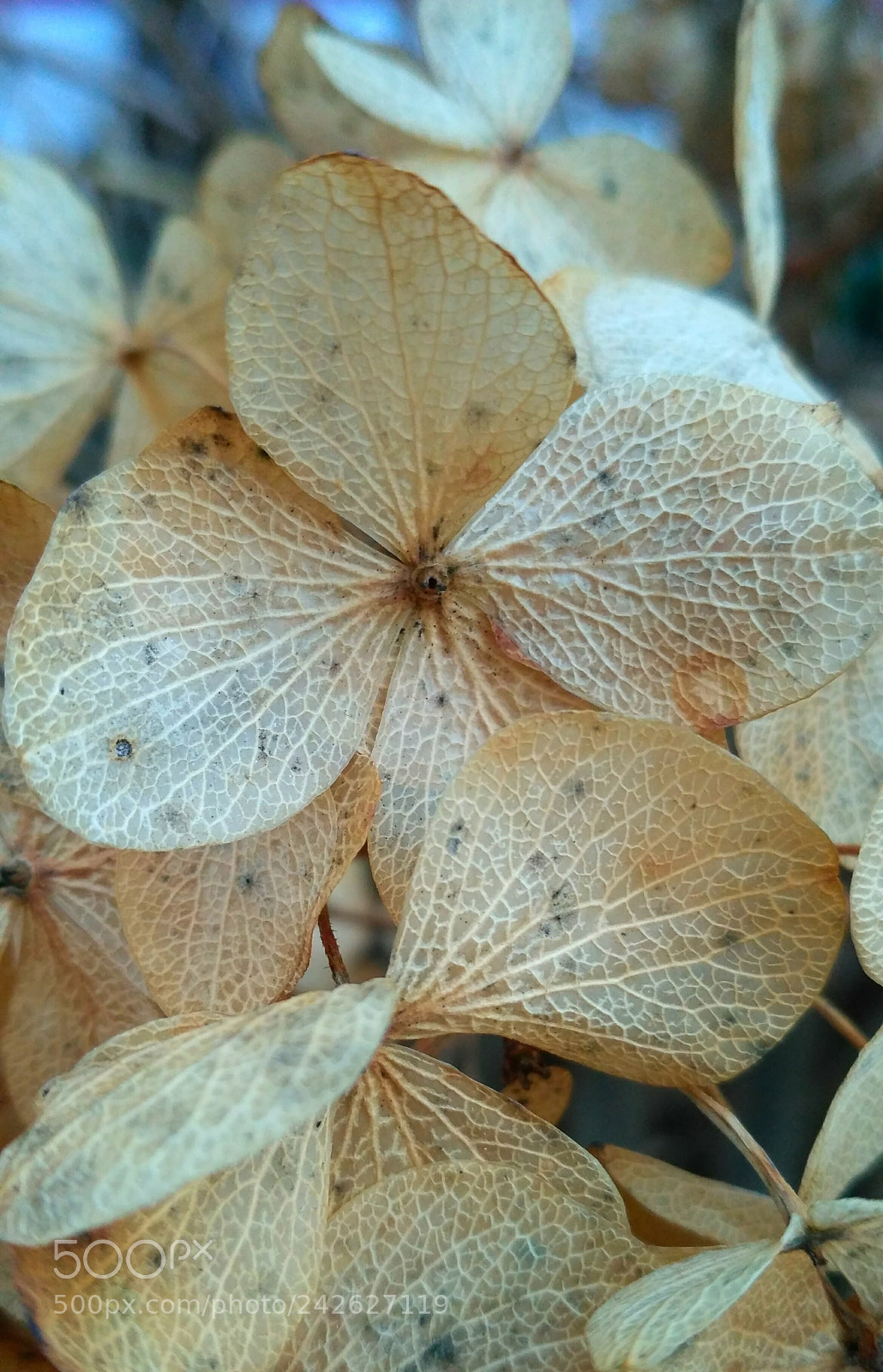 Xiaomi Redmi 3S sample photo. *** photography