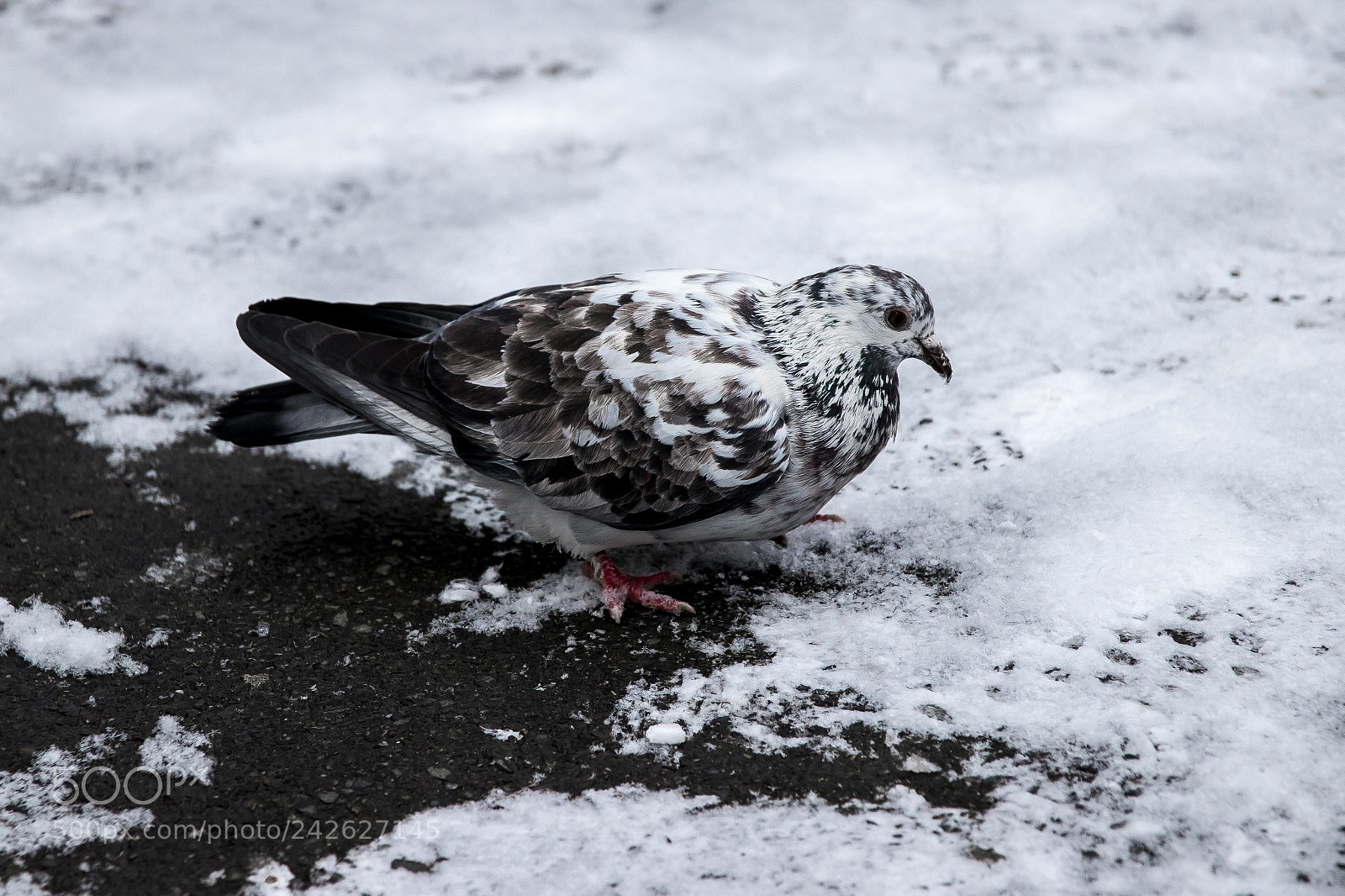 Canon EOS 77D (EOS 9000D / EOS 770D) sample photo. Camouflage photography