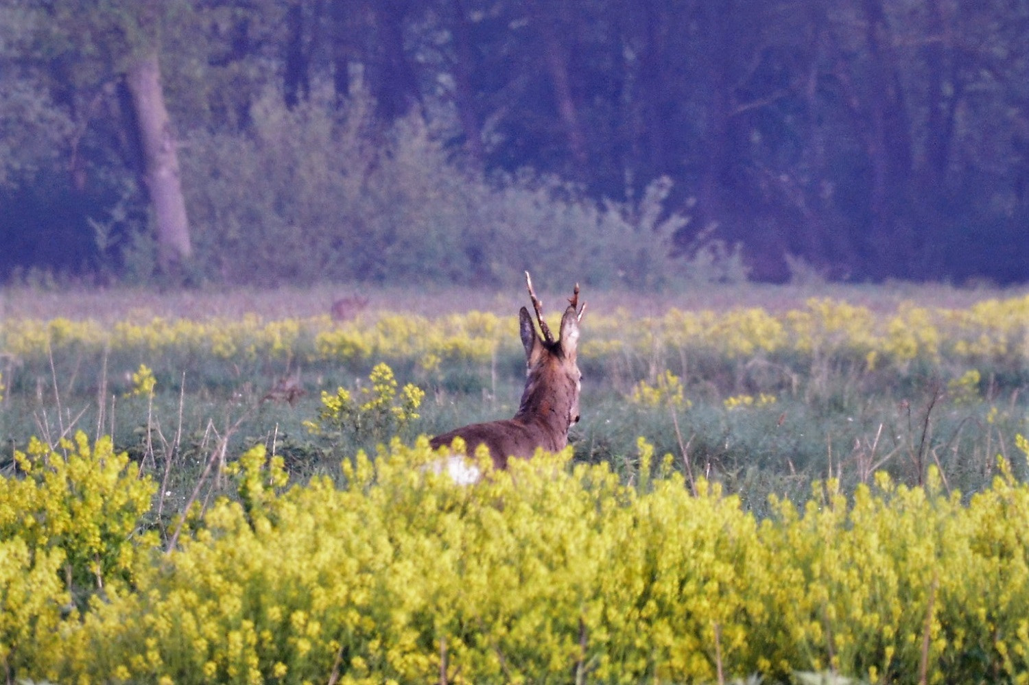 Nikon AF-S Nikkor 200-500mm F5.6E ED VR sample photo. () photography