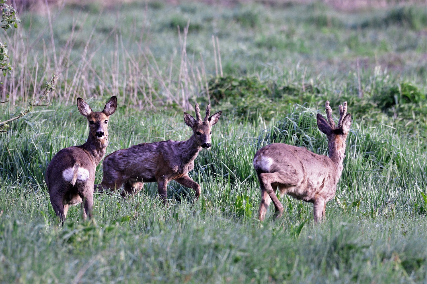 Nikon AF-S Nikkor 200-500mm F5.6E ED VR sample photo. () photography