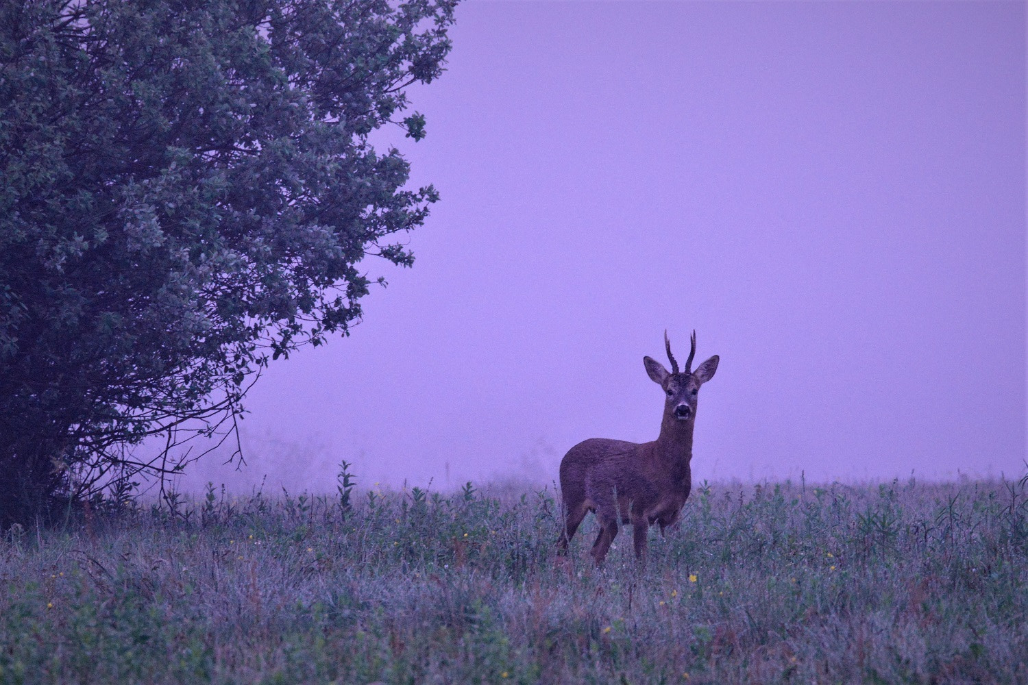 Nikon AF-S Nikkor 200-500mm F5.6E ED VR sample photo. () photography
