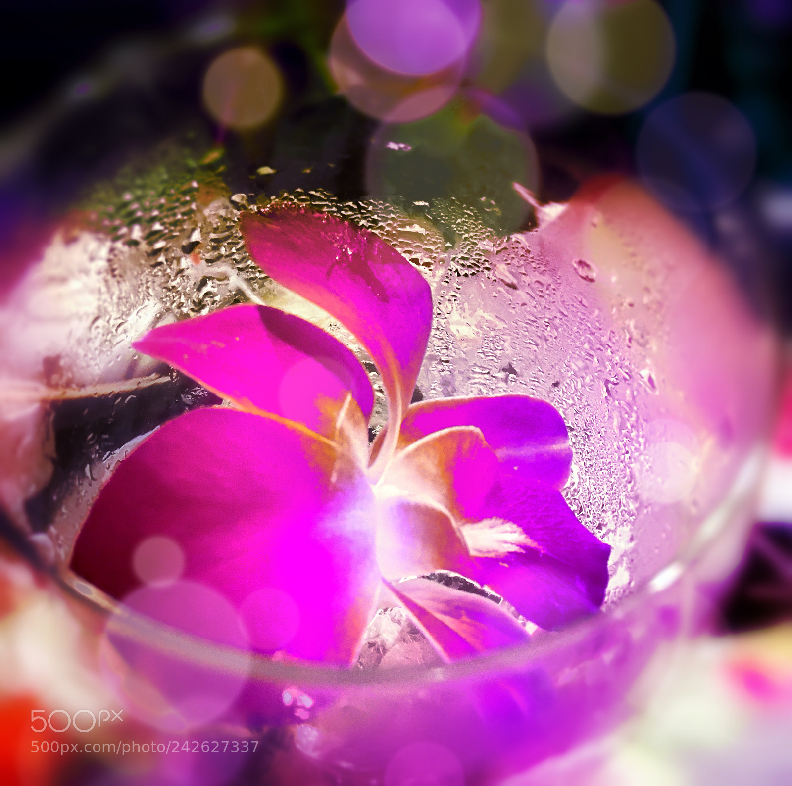 Apple iPhone SE sample photo. Orchid in icy glass photography