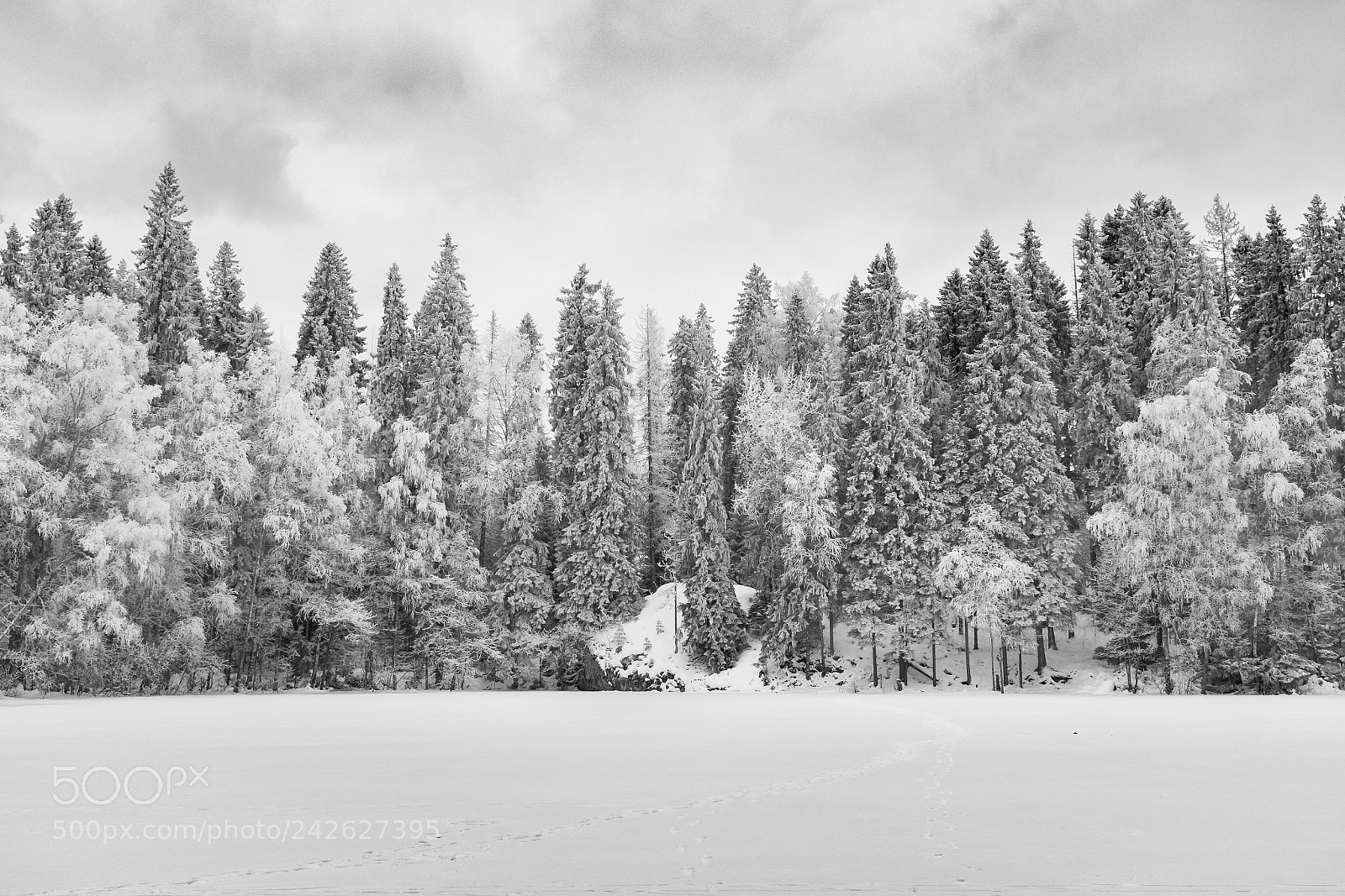 Fujifilm X100T sample photo. Frosty forest photography