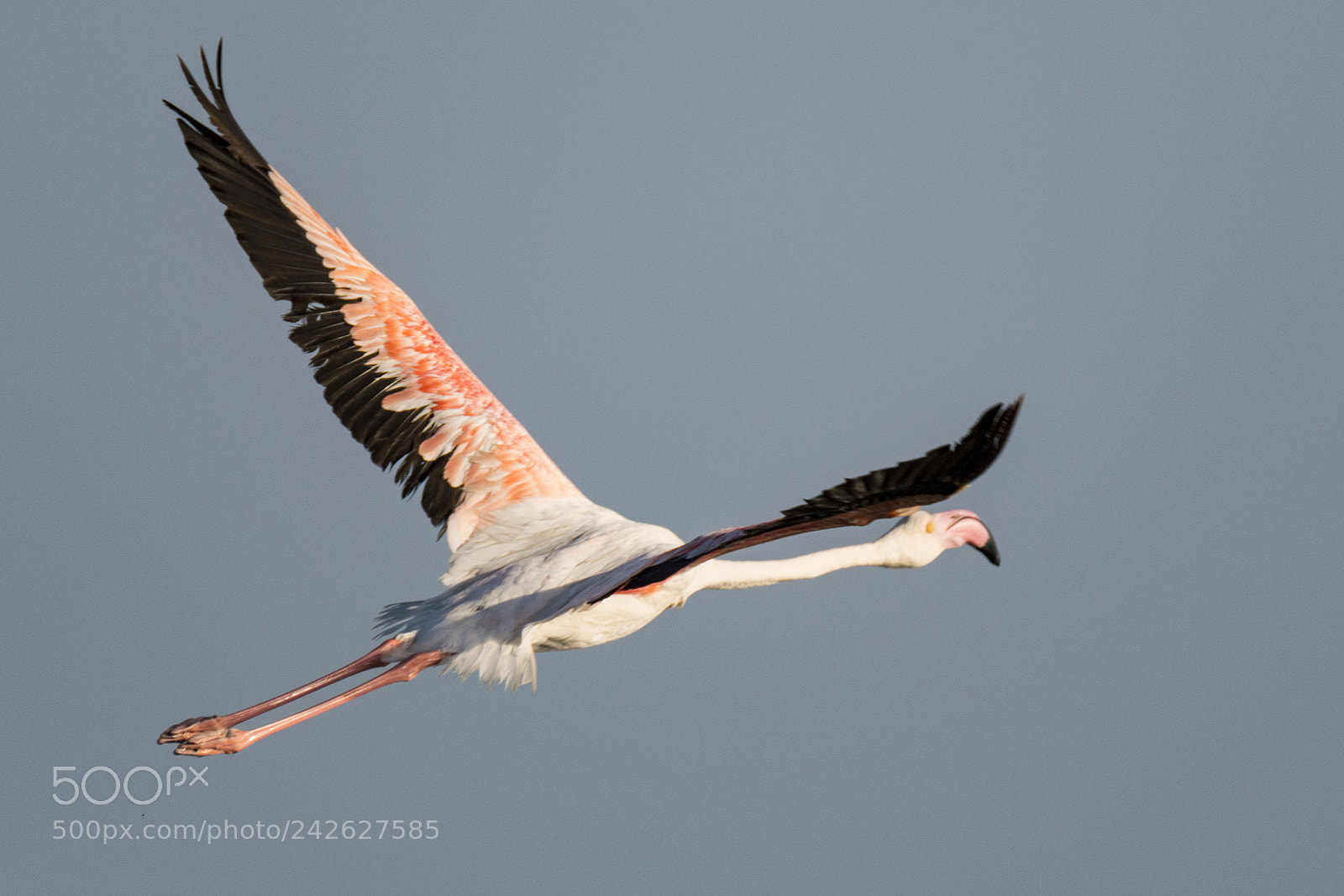 Nikon D500 sample photo. Flamingo photography