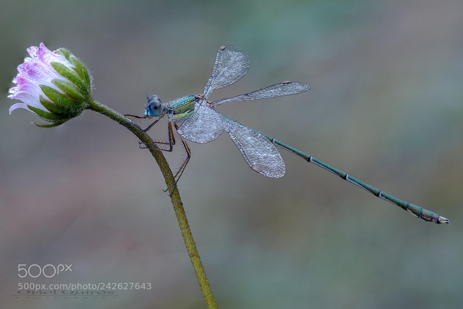 Nikon D7100 sample photo. Cavallito del diablo photography