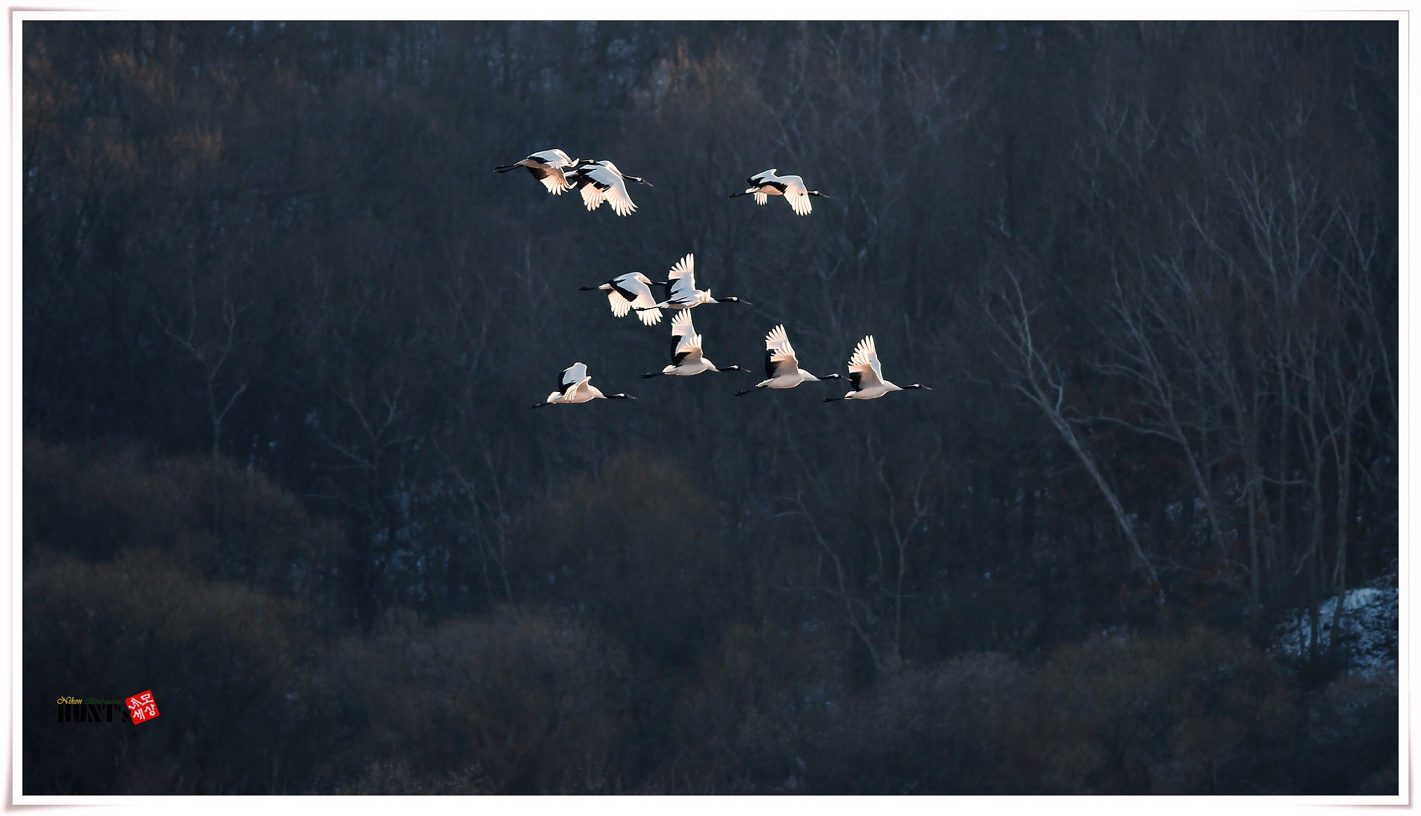 Nikon D500 sample photo. Red-crowned crane photography