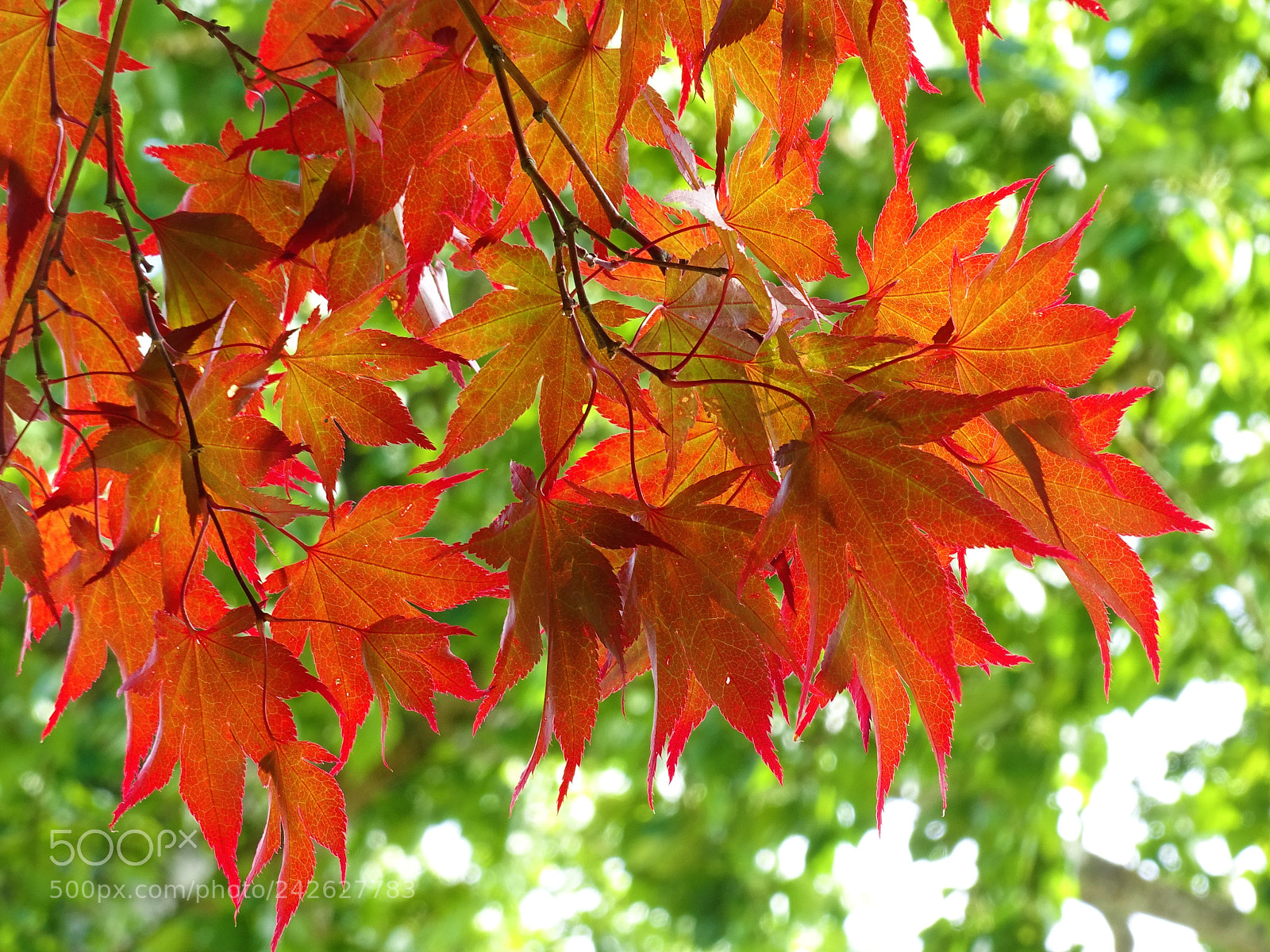 Sony Cyber-shot DSC-HX400V sample photo. Maple autumn photography