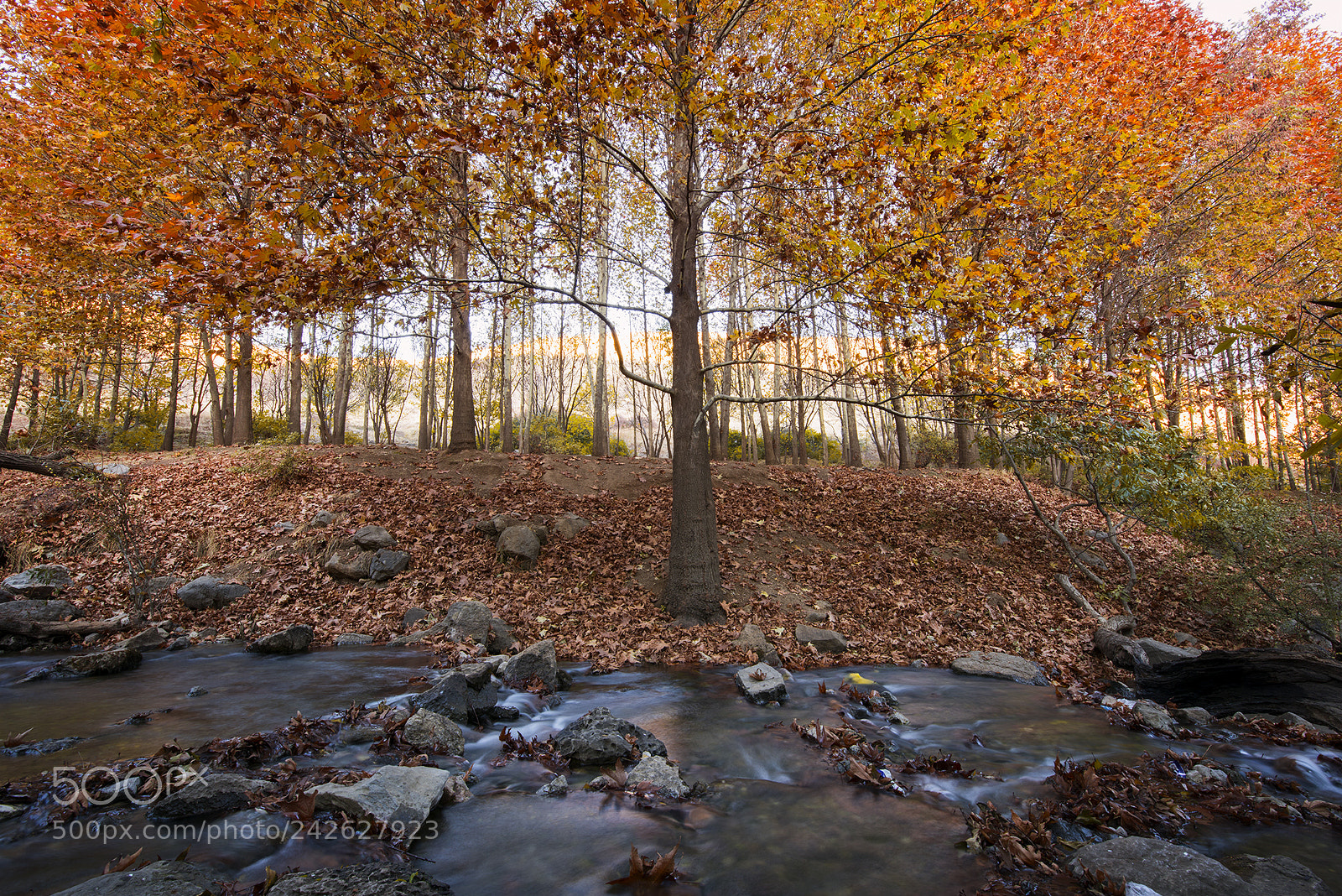 Nikon D810 sample photo. Tree photography