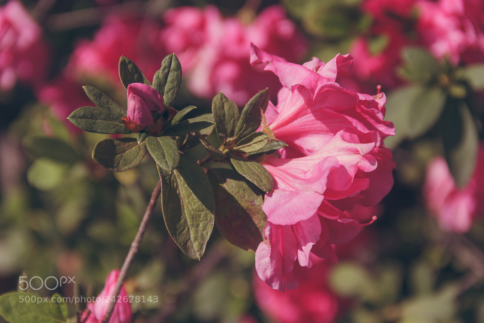 Canon EOS 60D sample photo. Nature photography