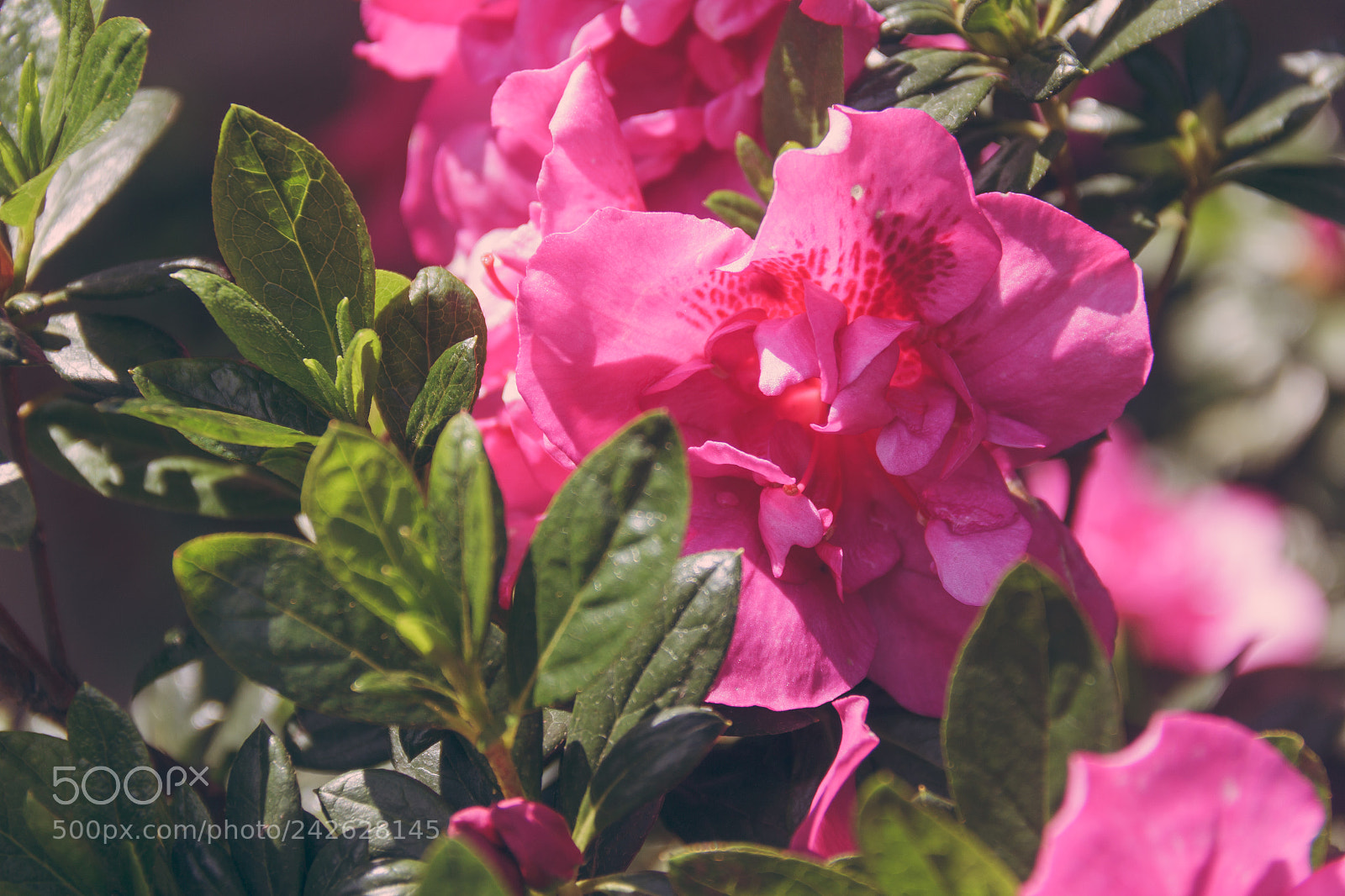 Canon EOS 60D sample photo. Nature photography