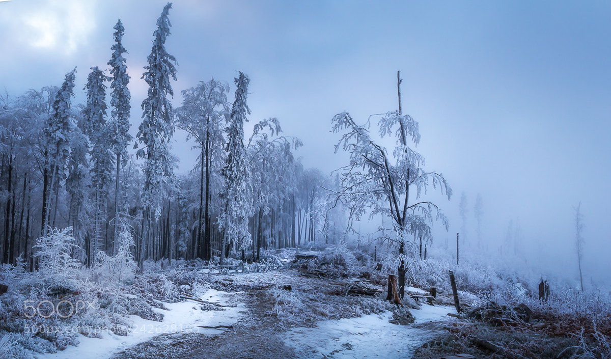 Canon EOS 60D sample photo. Frozen to the heart photography