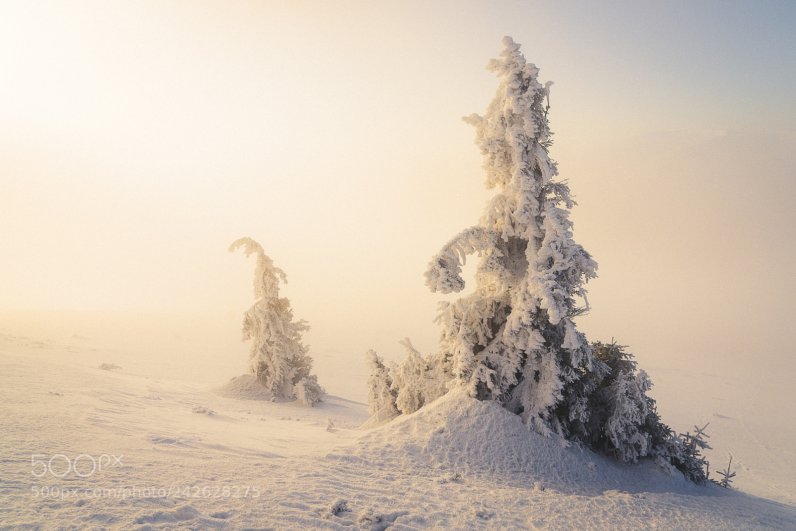 Pentax K-S2 sample photo. Magical trees from bieszczady... photography